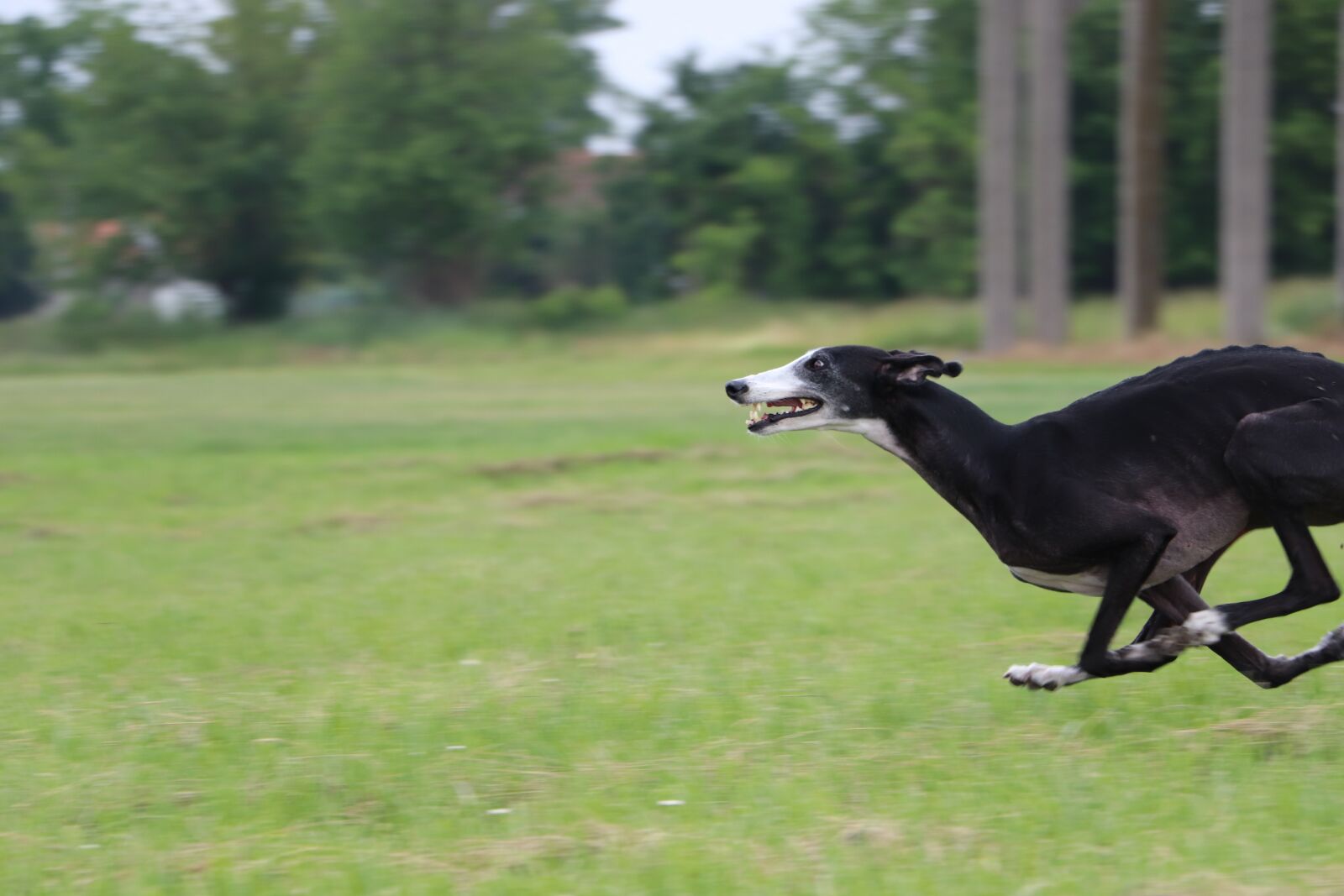 Canon EOS 800D (EOS Rebel T7i / EOS Kiss X9i) + Canon EF-S 18-135mm F3.5-5.6 IS STM sample photo. Galgo, spanish galgo, spanish photography