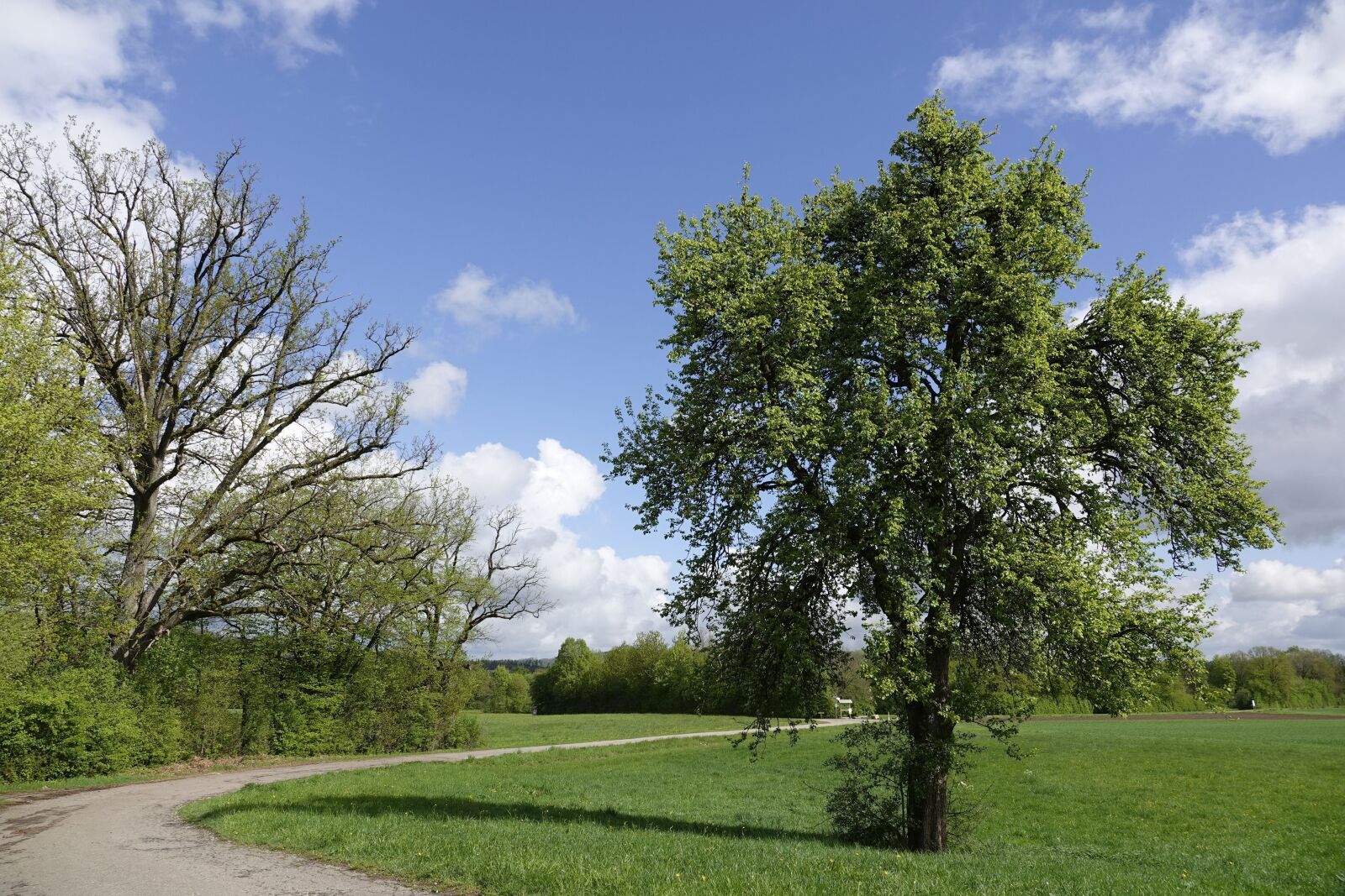 Sony Cyber-shot DSC-RX10 IV sample photo. Landscape, trees, nature photography
