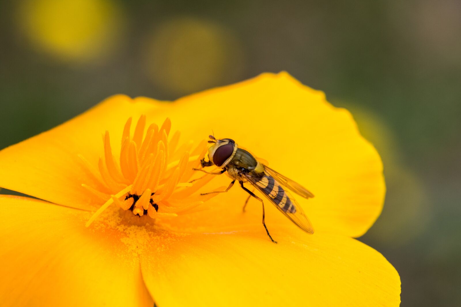 Canon EOS 7D Mark II sample photo. Hover fly, mimicry, insect photography