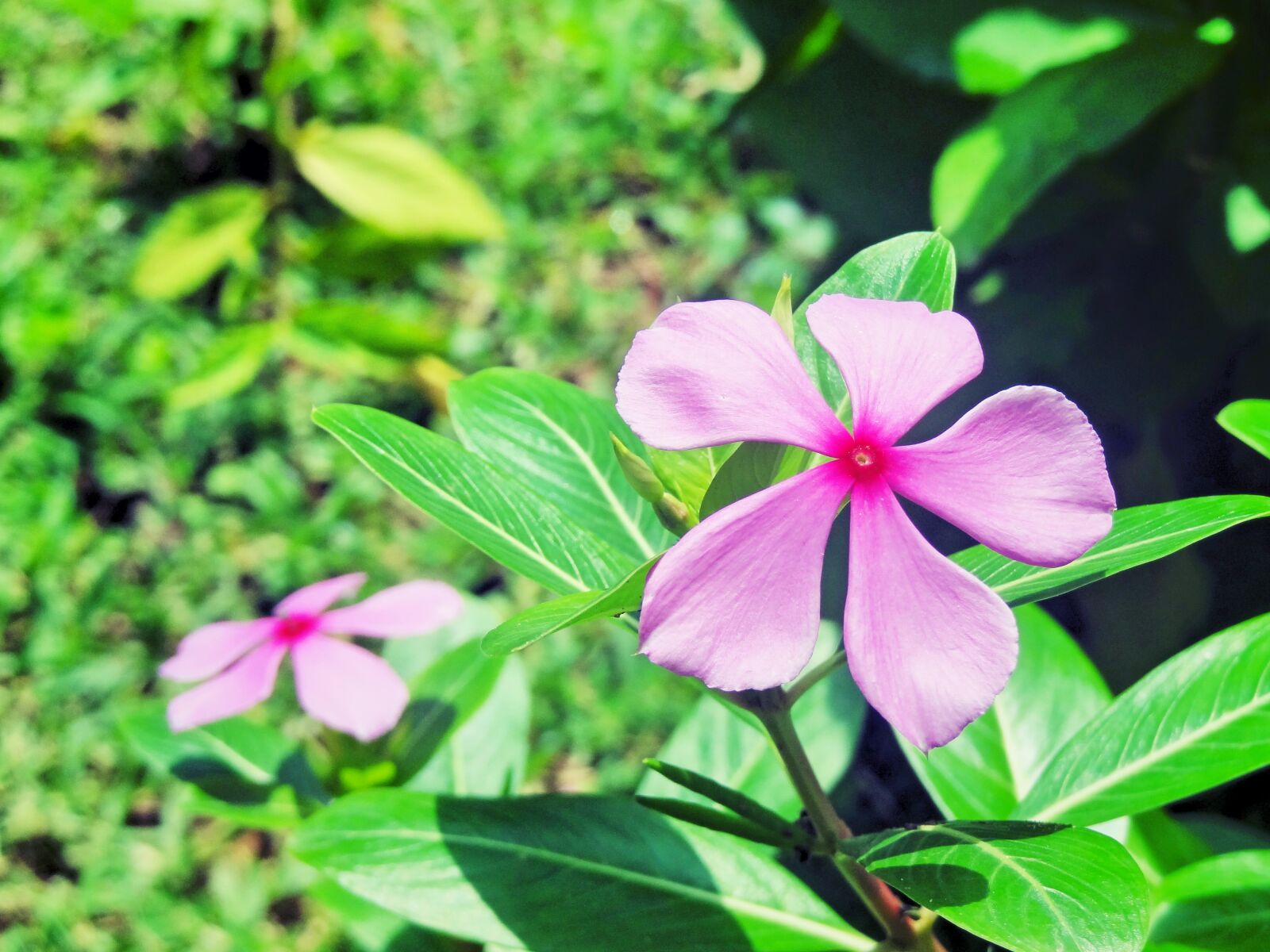 Sony Cyber-shot DSC-HX9V sample photo. Beautiful, flowers photography