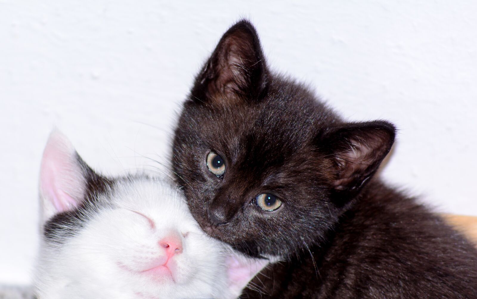 Nikon D5200 sample photo. Kittens, cat babies, baby photography