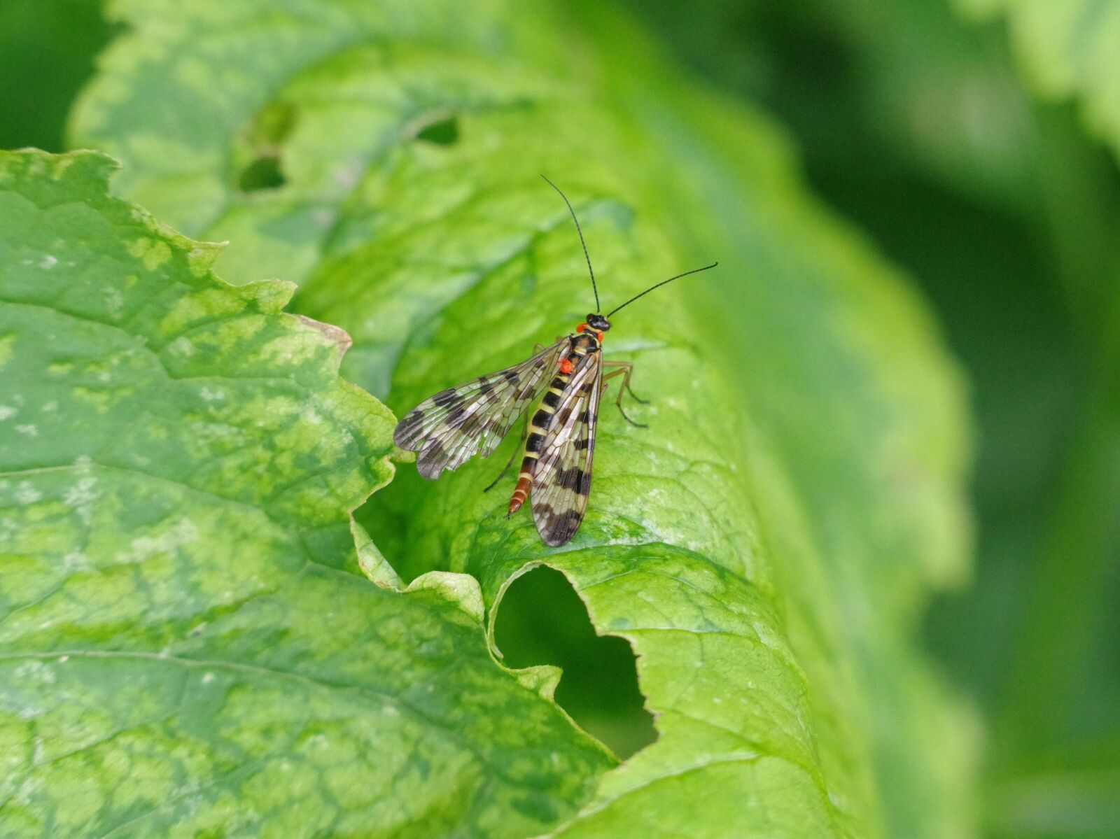 Pentax K-70 sample photo. Insect, nature, blossom photography