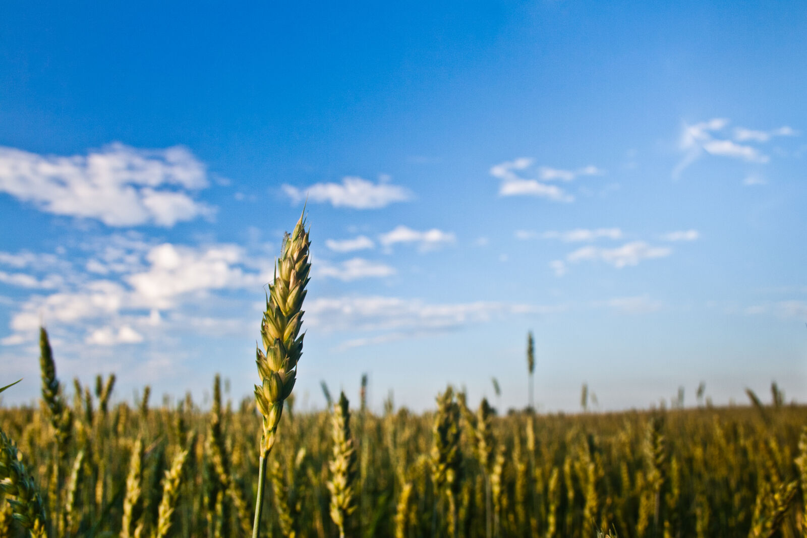 Canon EF-S 18-55mm F3.5-5.6 II sample photo. Grain, field photography