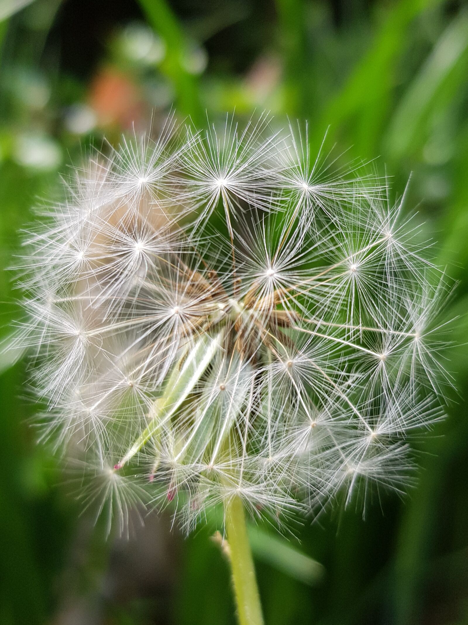 Samsung Galaxy S8 sample photo. Dandelion, summer, nature photography