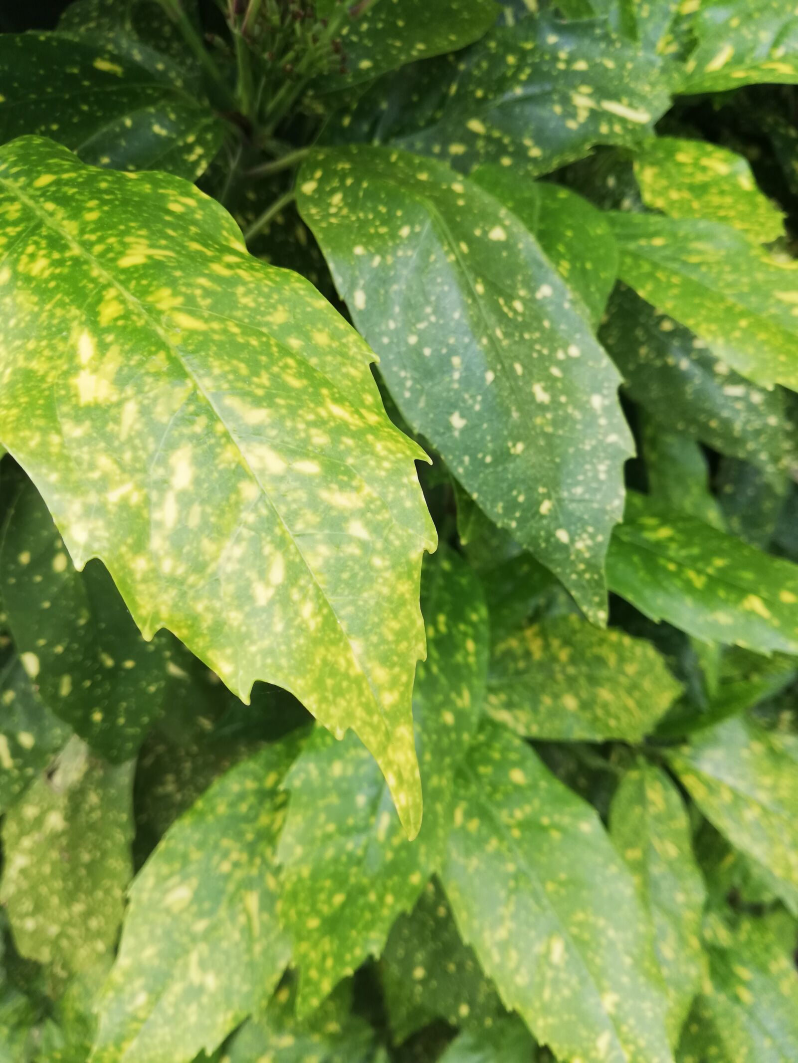 HUAWEI Mate 10 Lite sample photo. Leaf, color, pattern photography