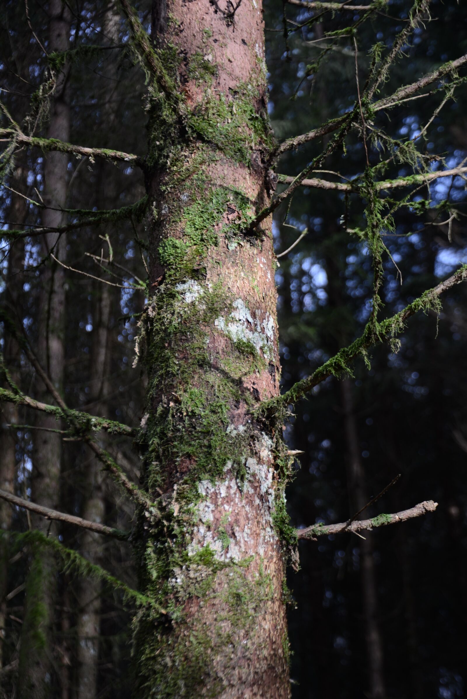 Nikon D7100 sample photo. Log, moss, bark photography
