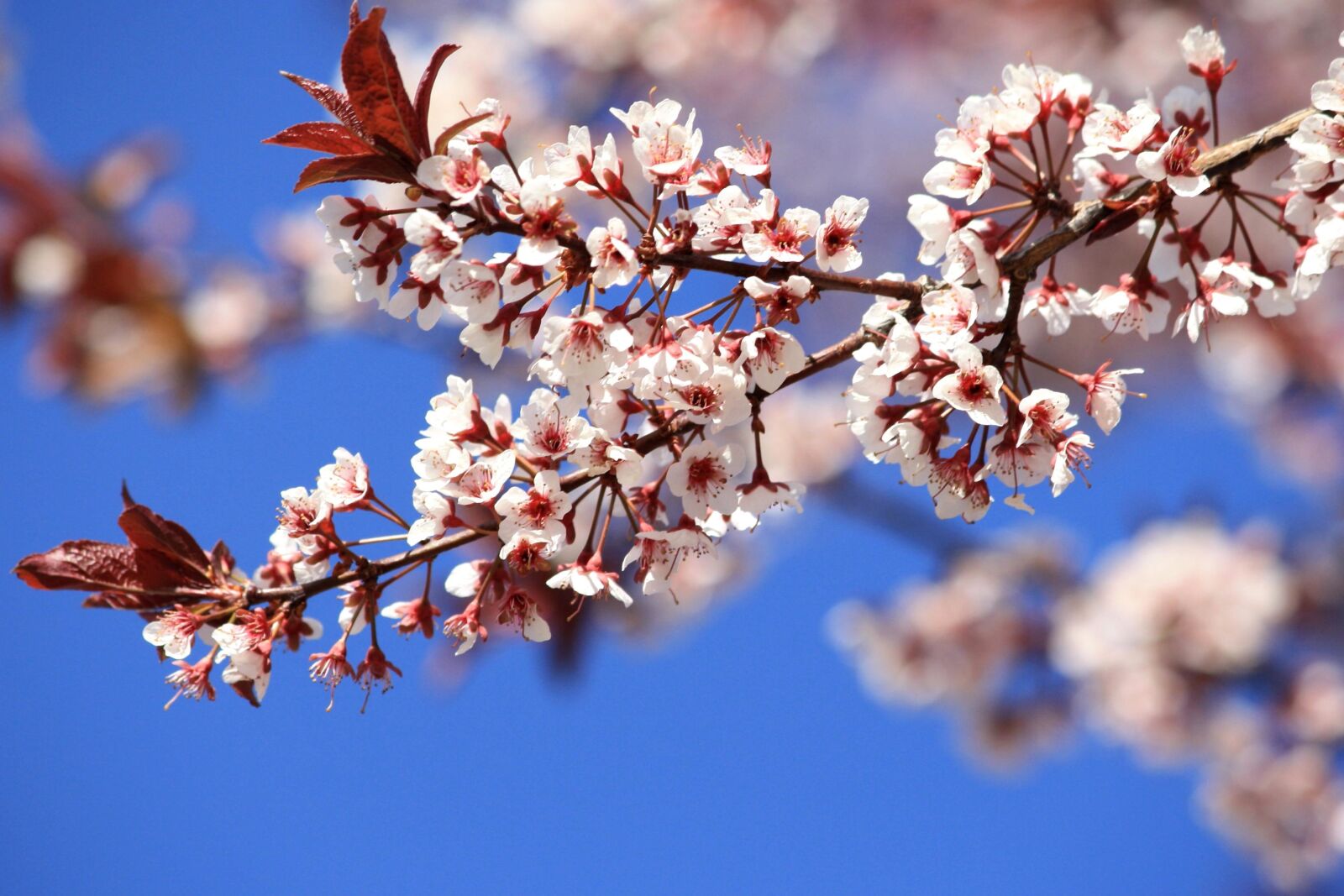 Canon EOS 1000D (EOS Digital Rebel XS / EOS Kiss F) + f/4-5.6 IS II sample photo. Spring, plants, plum tree photography