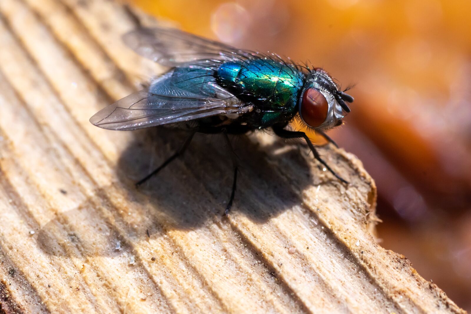 Sony a7 II sample photo. Fly, green, nature photography