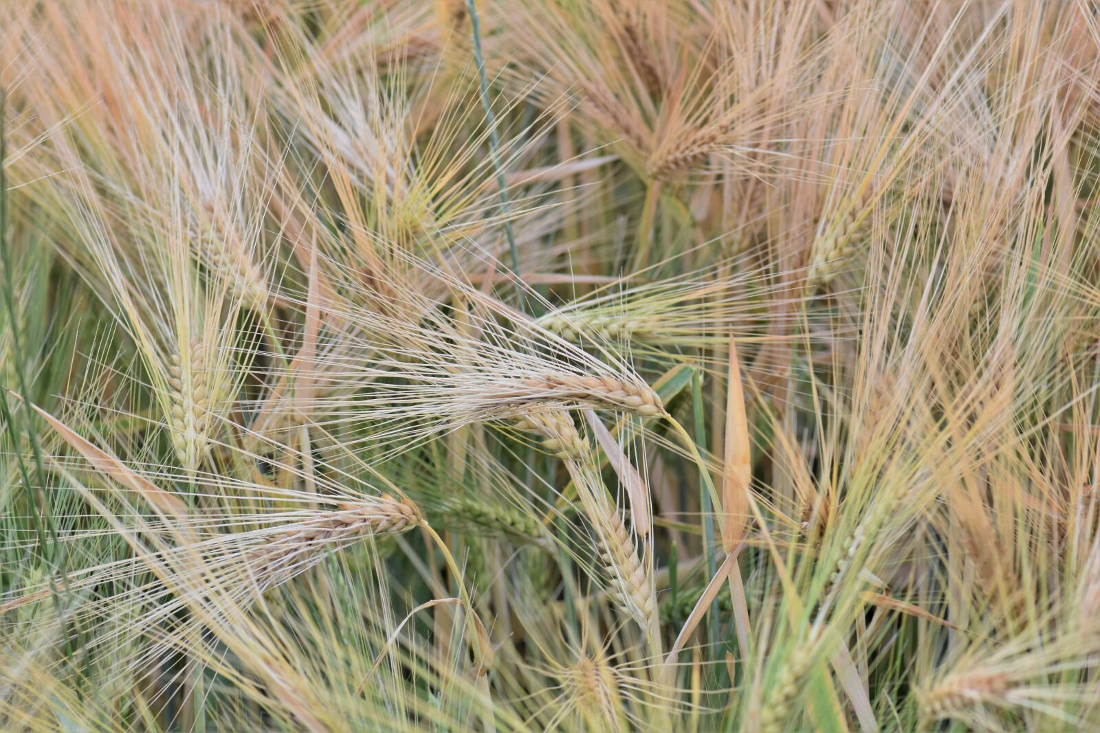 Nikon D5500 sample photo. Wheat, winter wheat, cereals photography