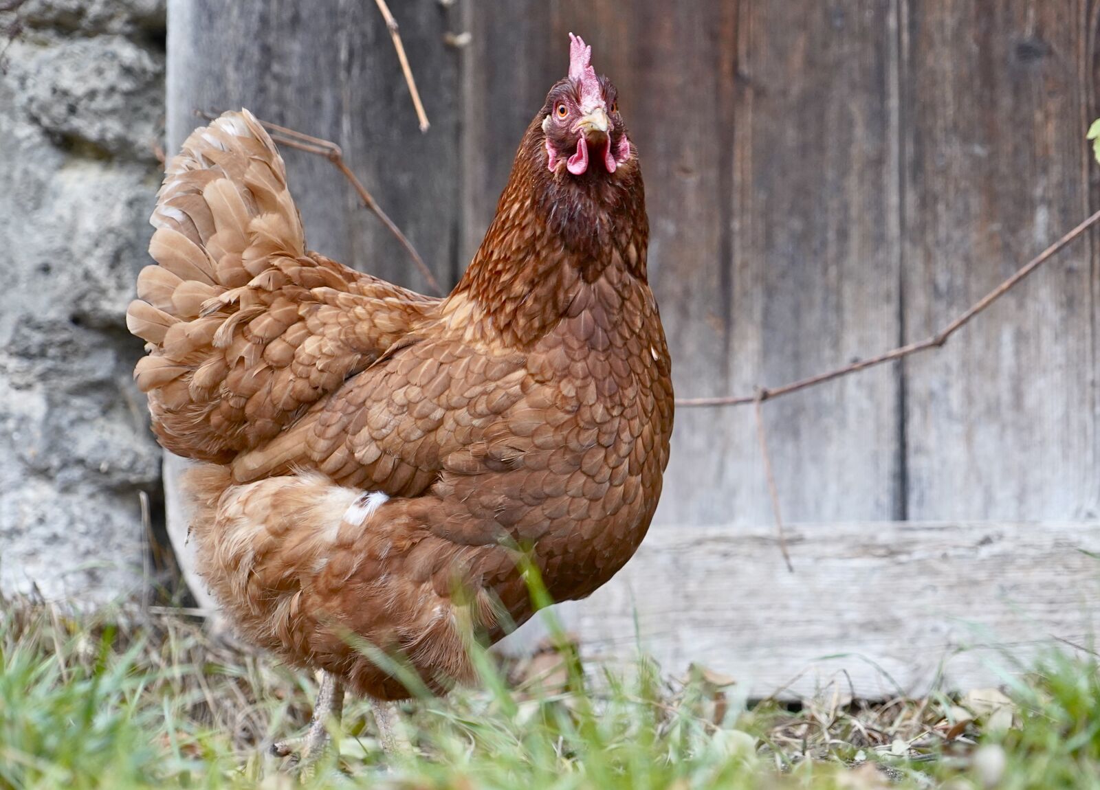 Sony a7 III sample photo. Chicken, biohuhn, chicks photography