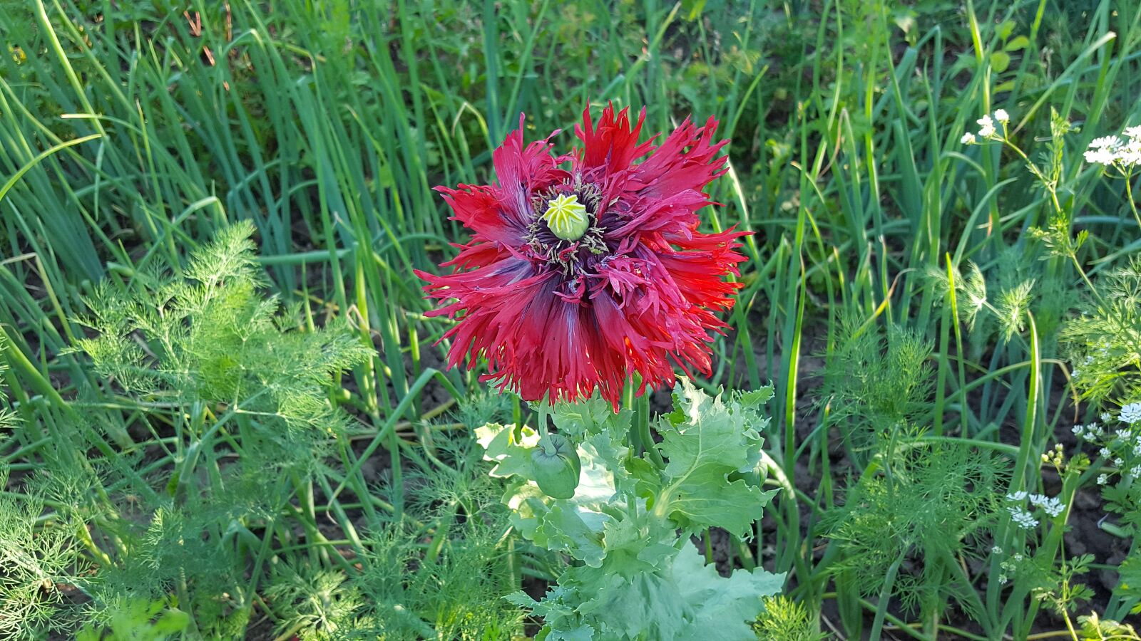 Samsung Galaxy S6 sample photo. Poppy, opium poppy, red photography
