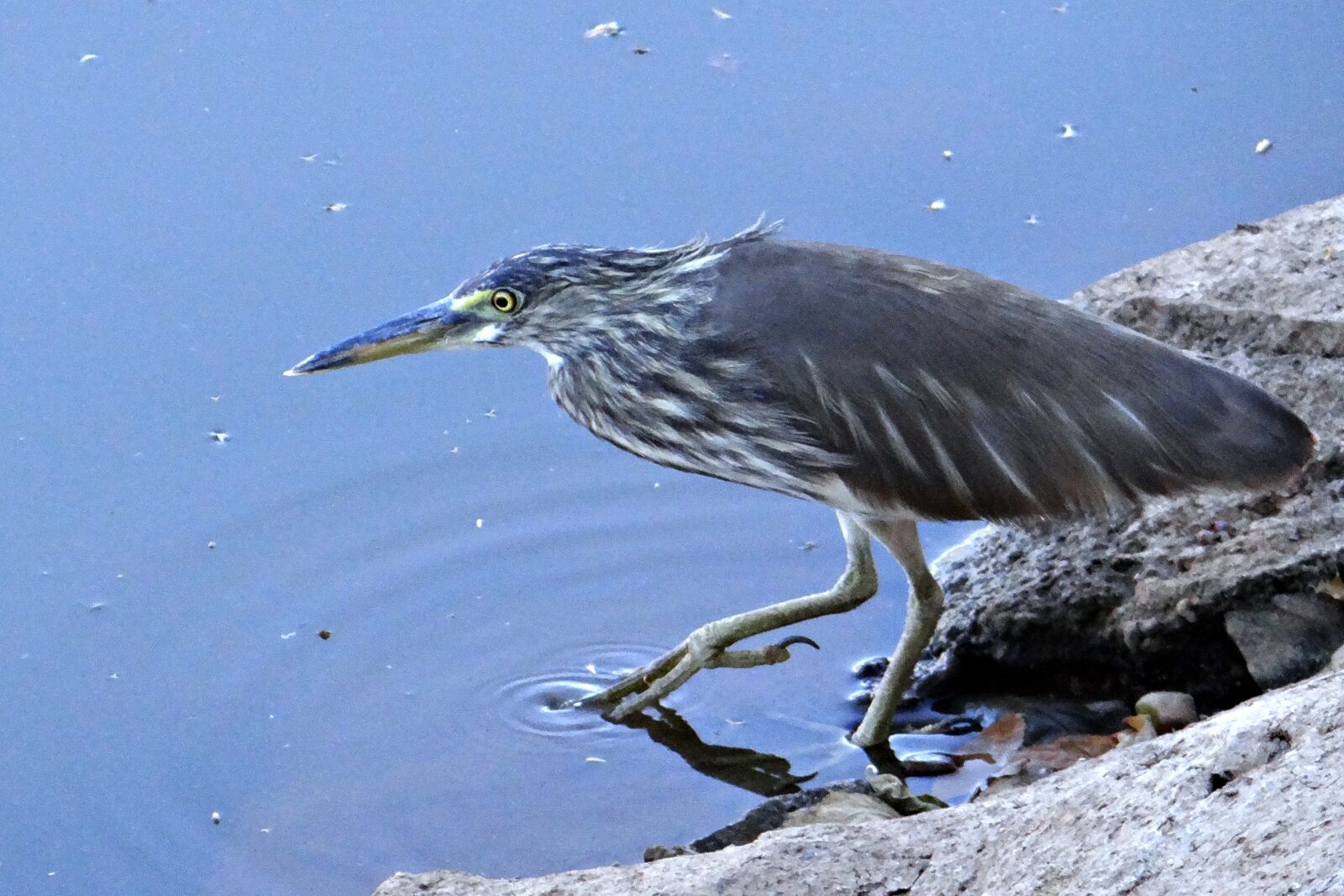 Sony DSC-HX200V sample photo. Pond heron, stalking, paddy photography