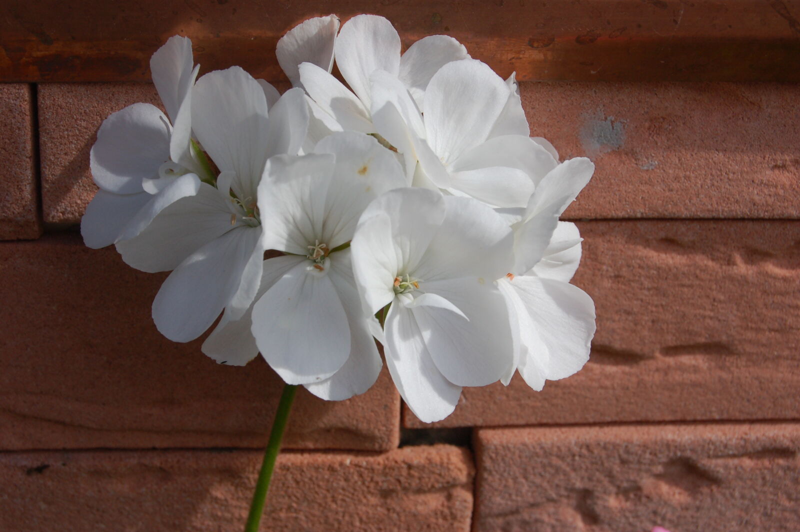 Nikon D50 sample photo. Fleur, flore, white photography