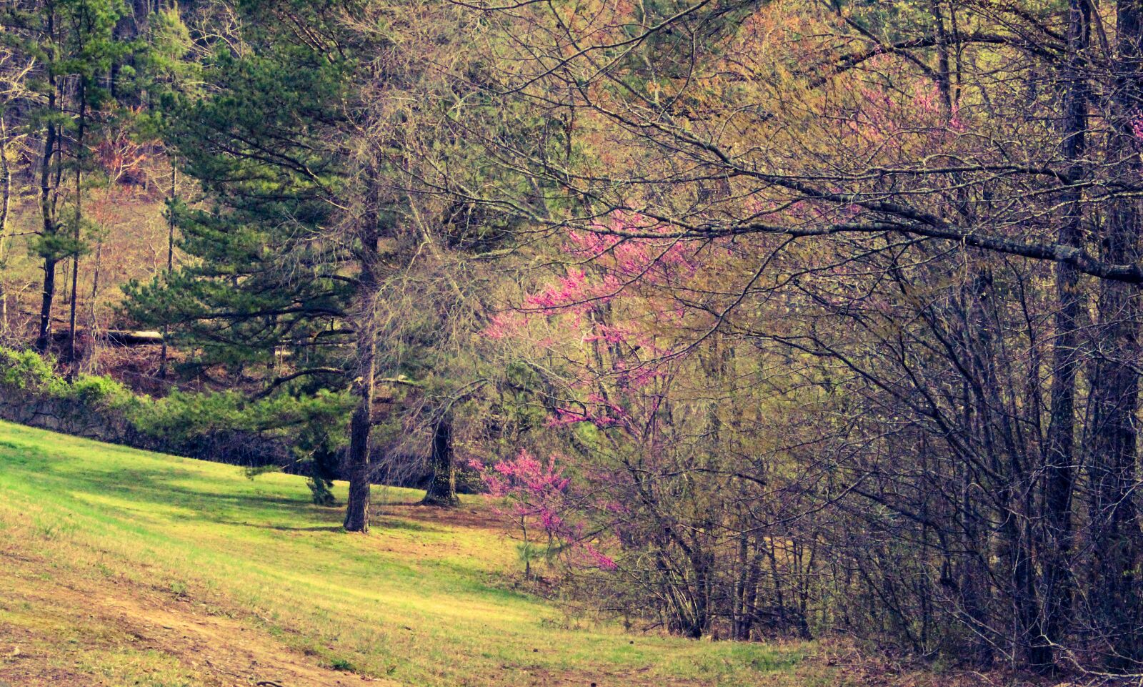 Canon EOS 600D (Rebel EOS T3i / EOS Kiss X5) sample photo. Trees, grass, spring photography