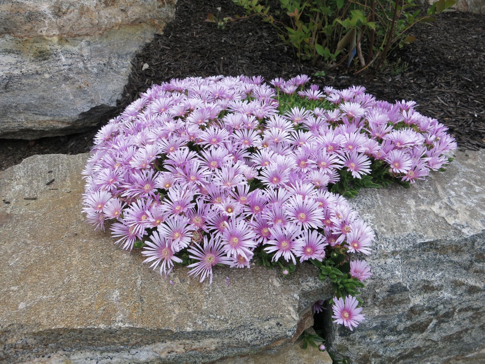 Canon PowerShot S110 sample photo. Ice plant, aizoaceae, pink photography
