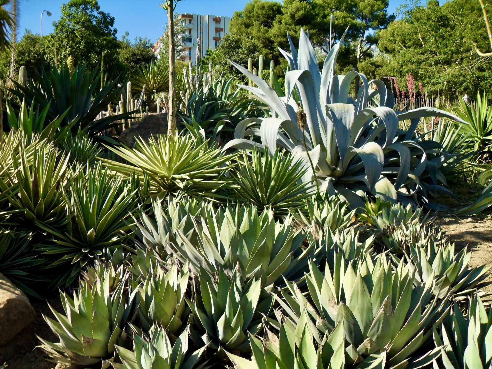 Samsung PL51 / VLUU PL51 /  SL203 sample photo. Aloe vera, trees, garden photography