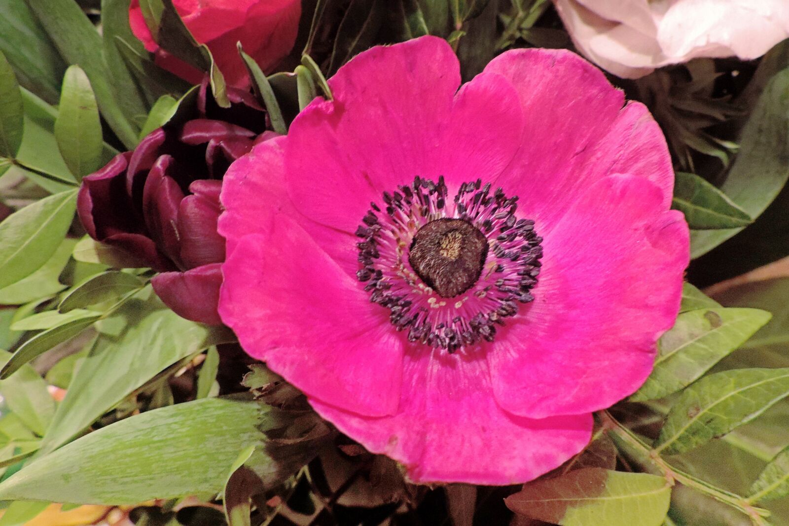 Nikon Coolpix P520 sample photo. Flower, blossom, bloom photography