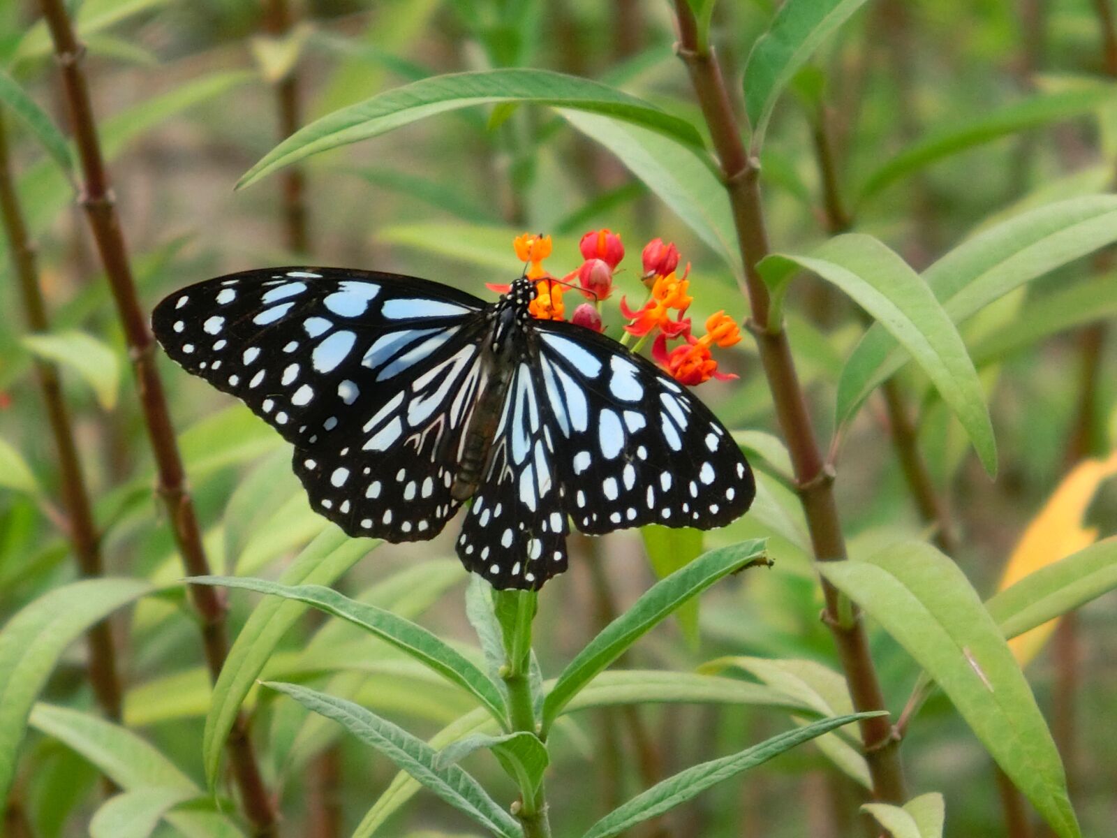 CASIO EX-ZR1200 sample photo. Butterfly, adopt honey, beautiful photography