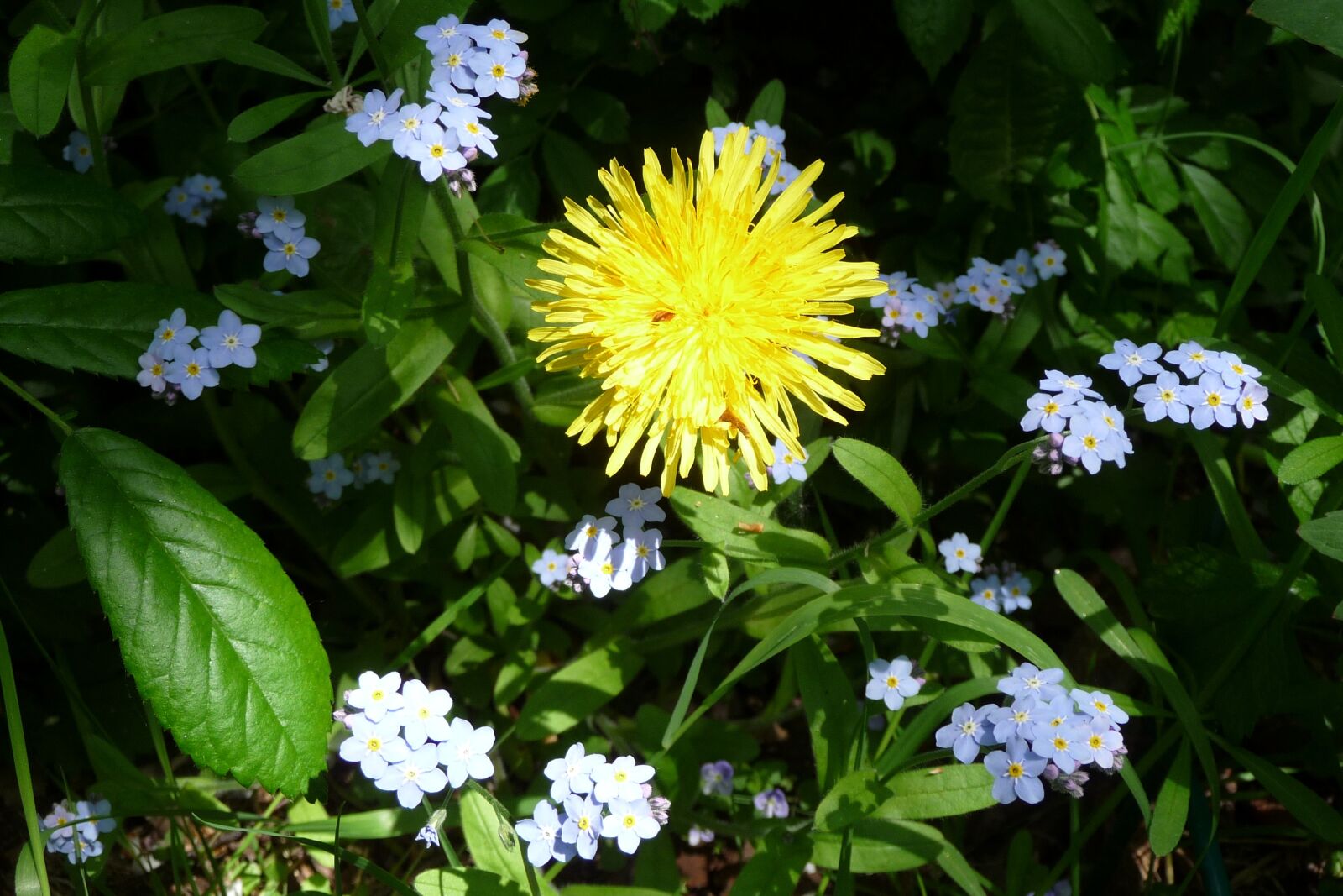 Panasonic Lumix DMC-TZ4 sample photo. Dandelion, forget me not photography