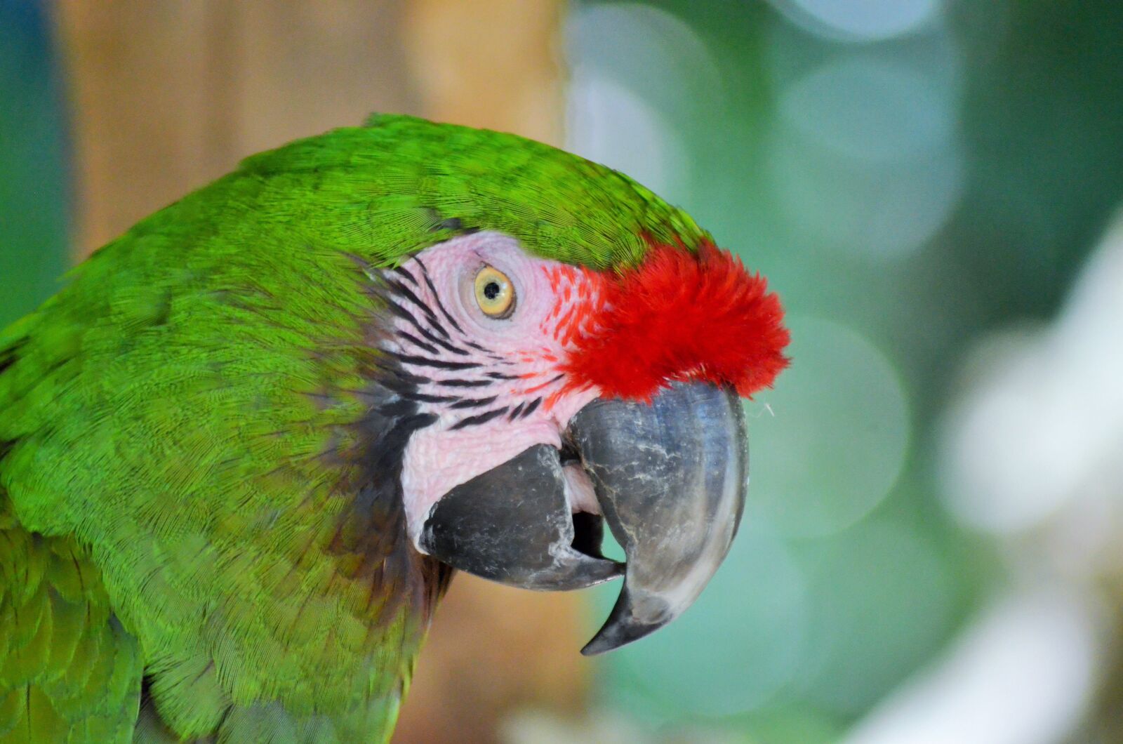 Nikon D5100 sample photo. Green macaw, bird, parrot photography