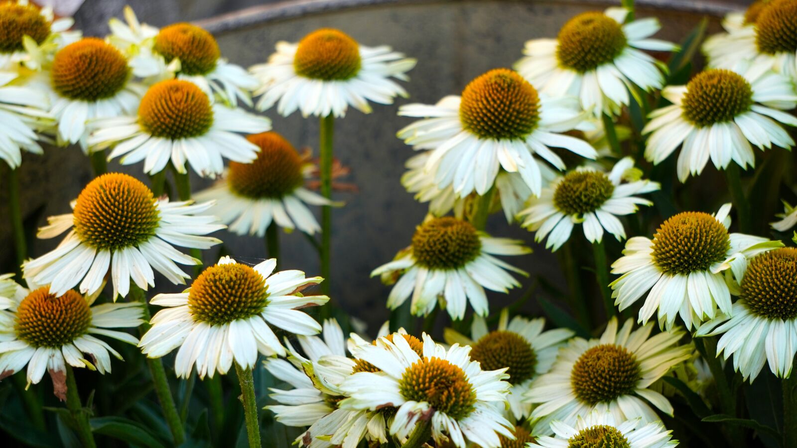 Sony E 55-210mm F4.5-6.3 OSS sample photo. Echinacea, flowers, white photography