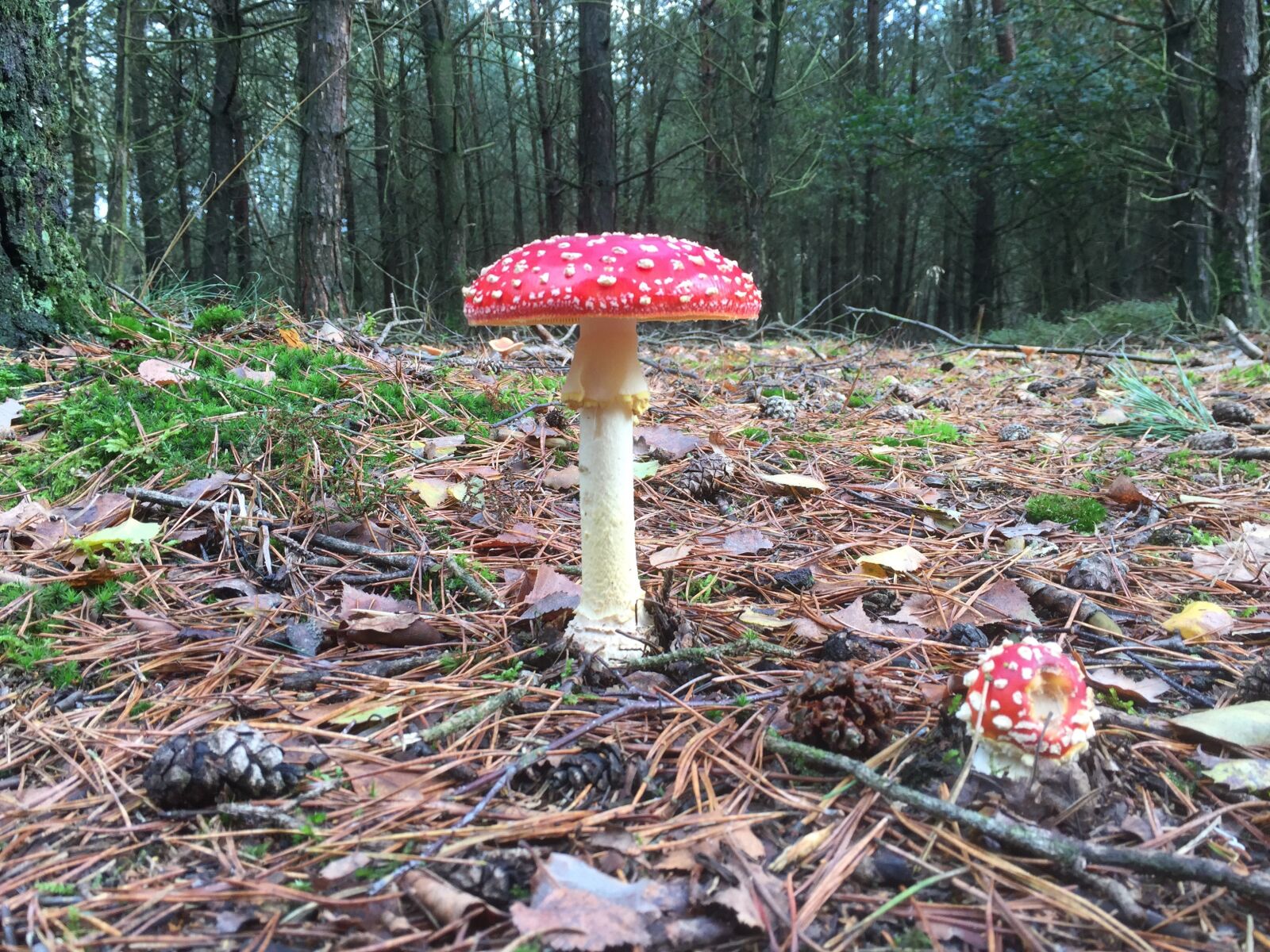 iPhone 6 back camera 4.15mm f/2.2 sample photo. Mushroom, autumn, forest photography