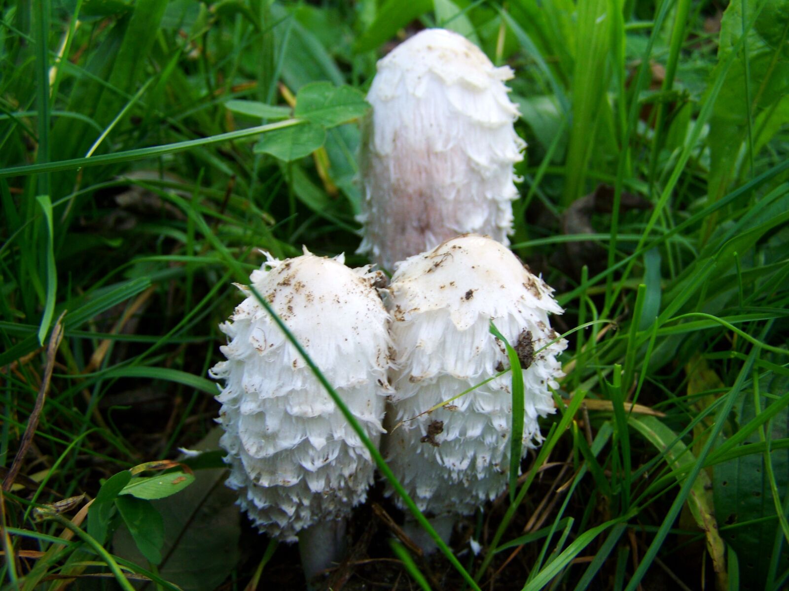 Kodak EASYSHARE ZD710 ZOOM DIGITAL CAMERA sample photo. Coprinus comatus, white fungus photography