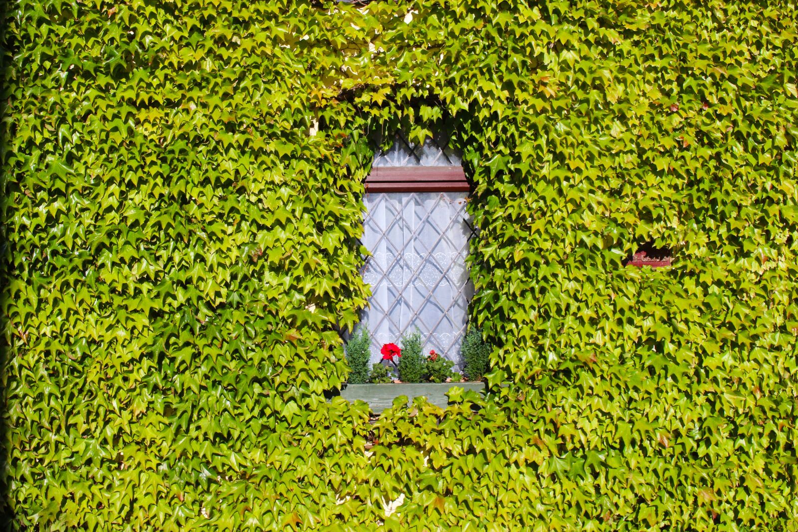Canon EOS 700D (EOS Rebel T5i / EOS Kiss X7i) sample photo. Ivy, overgrown, house photography