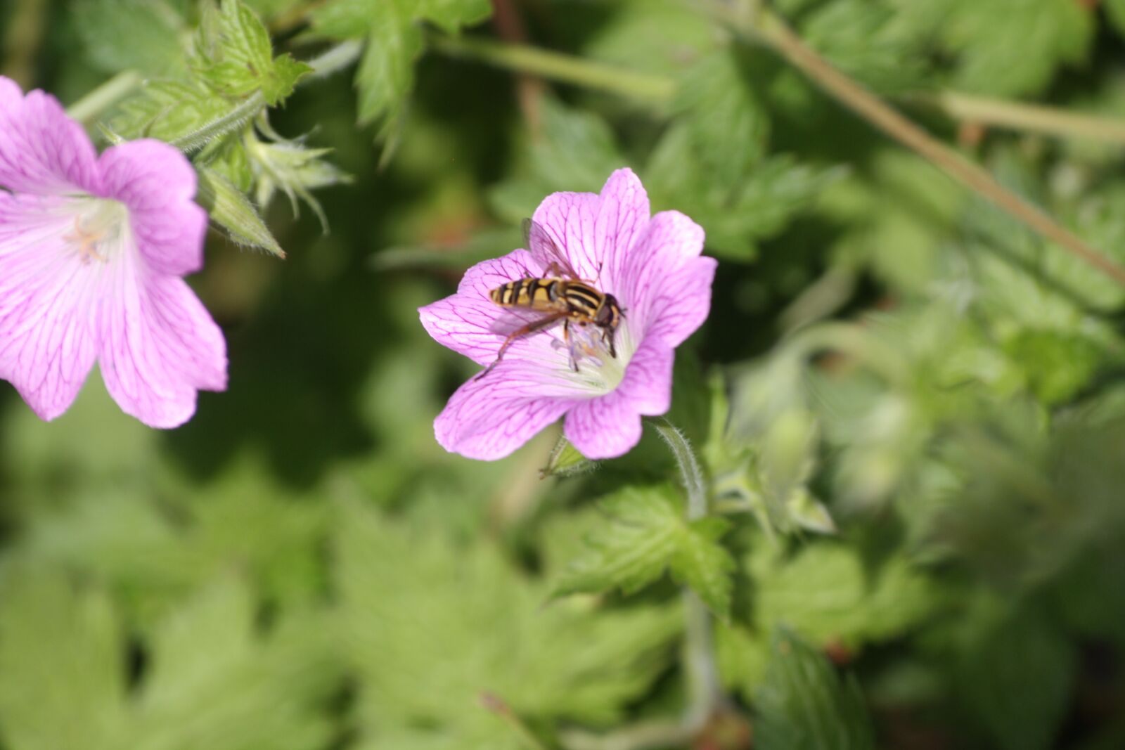 Canon EOS 1000D (EOS Digital Rebel XS / EOS Kiss F) sample photo. Bee, pollination, cranesbill photography