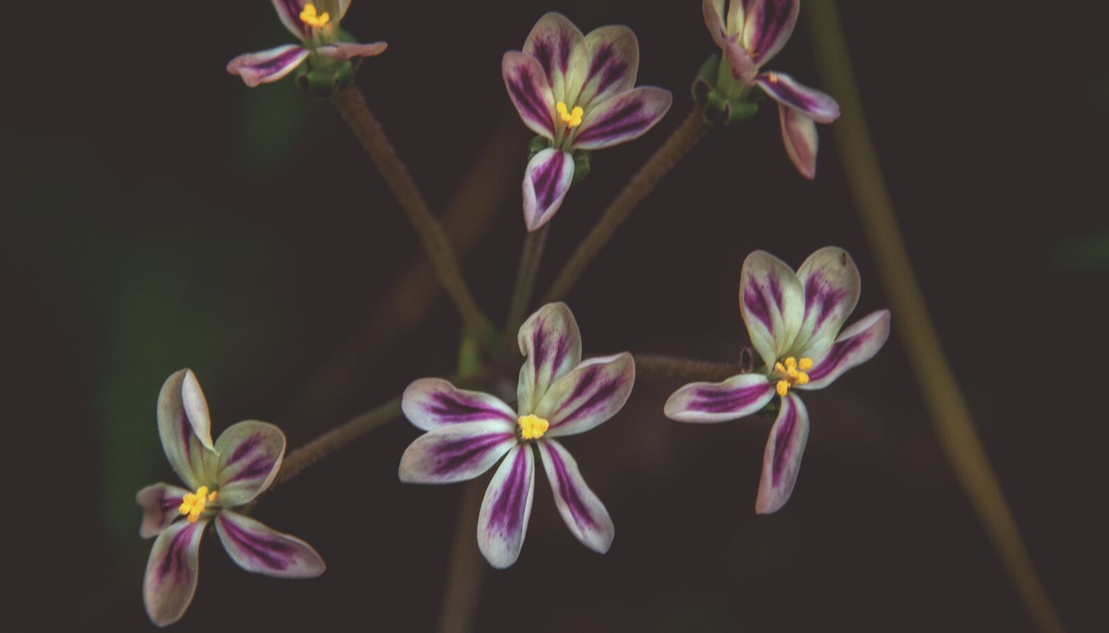 Nikon D7000 sample photo. Flowers, nature, purple photography