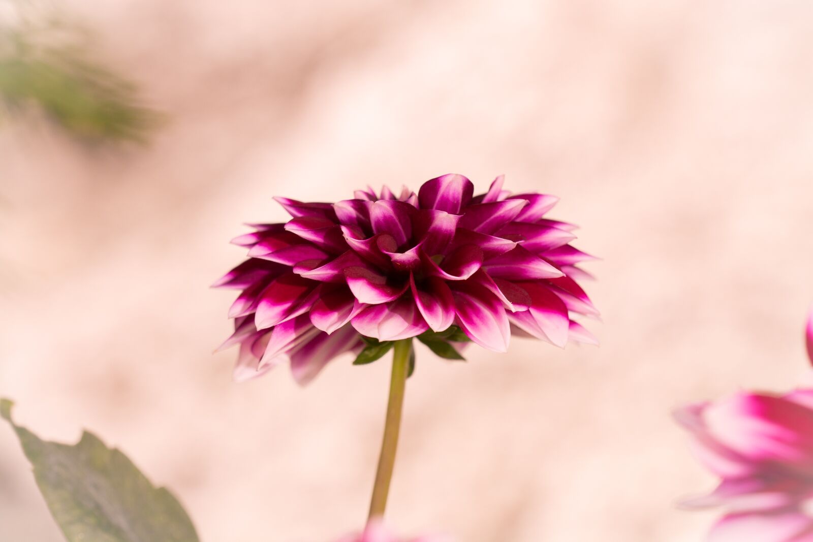 Nikon D7100 sample photo. Dalia, raghavendra, flower photography