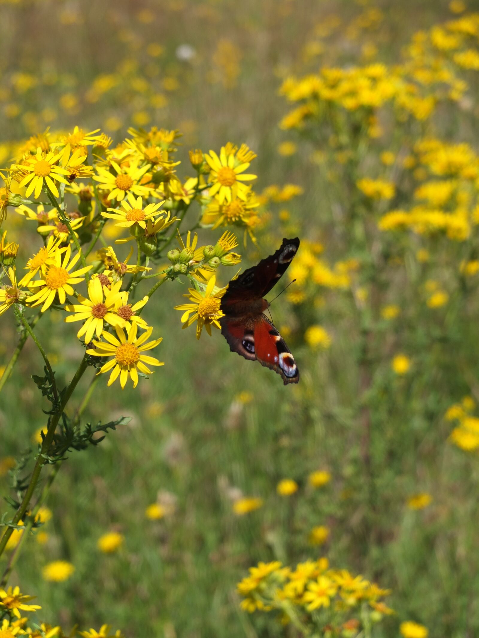 Fujifilm X10 sample photo. Peacock butterfly, butterfly, insect photography