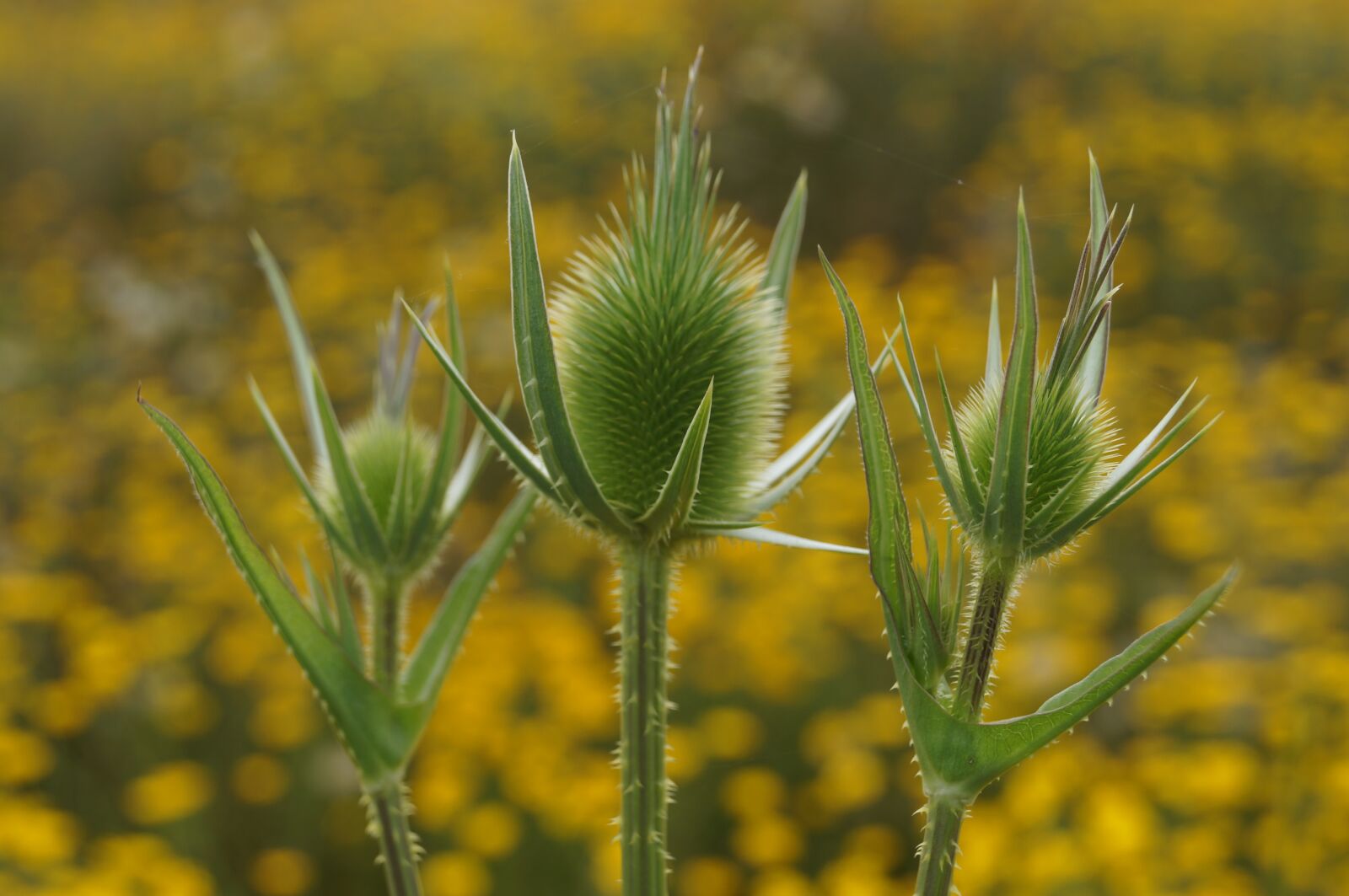 Sony SLT-A37 sample photo. Plant, meadow, spring photography