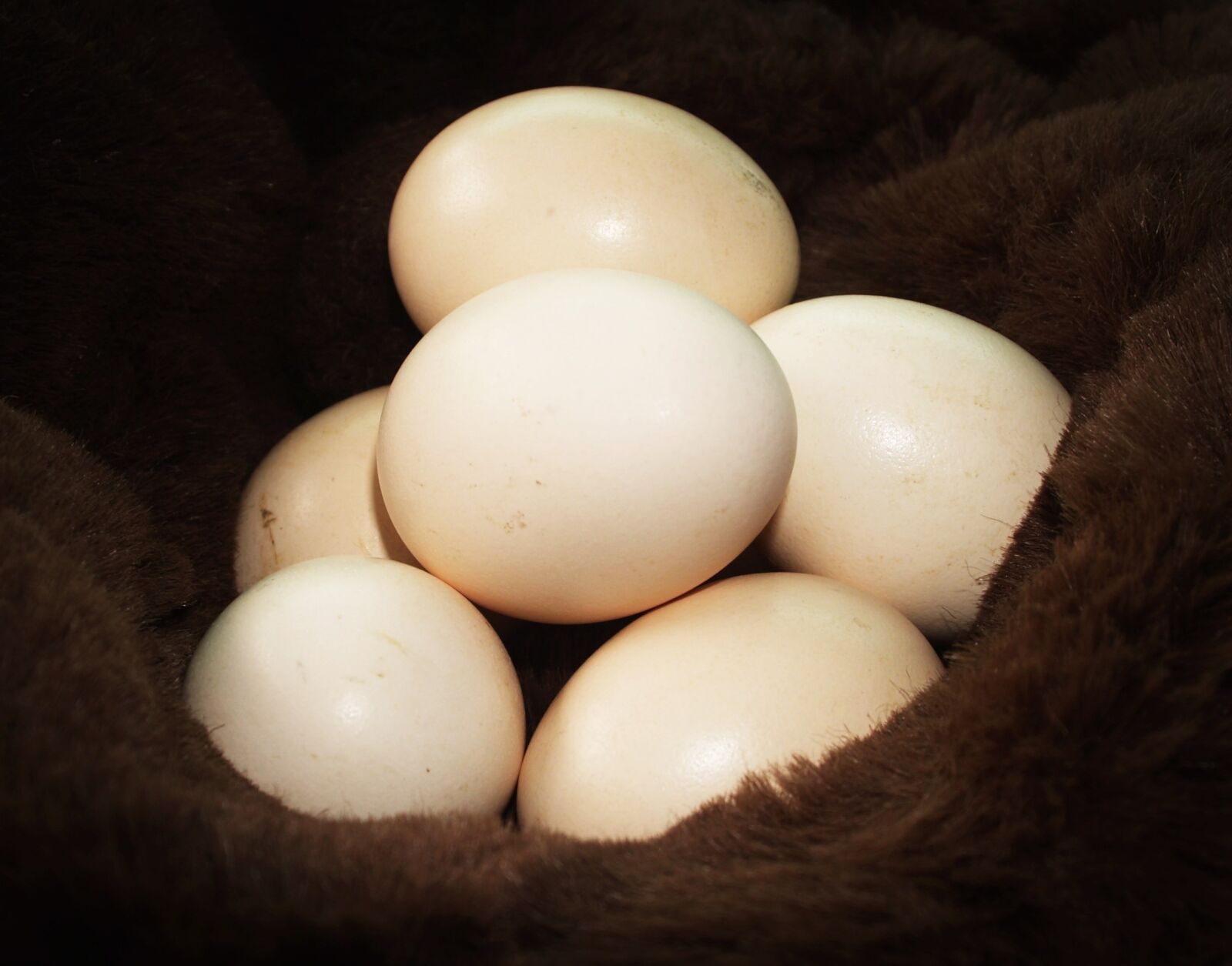 Olympus E-300 (EVOLT E-300) sample photo. Egg, fresh, cholesterol photography