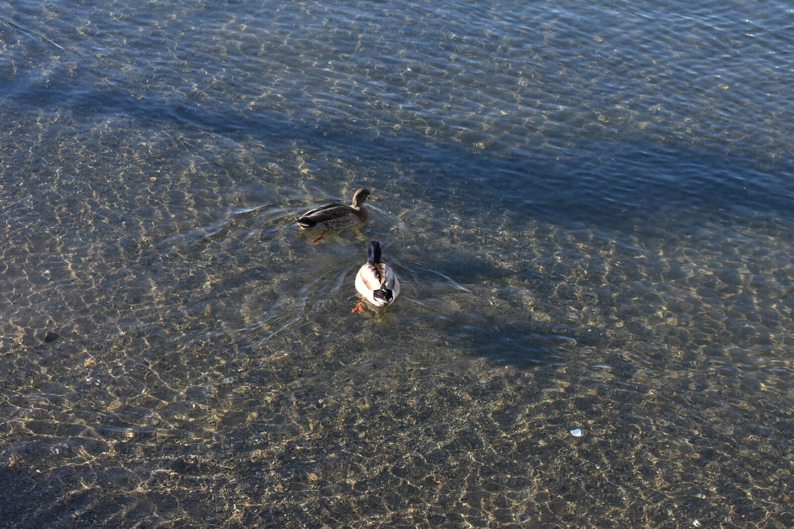 Nikon D3400 sample photo. Ducks, nature, water photography