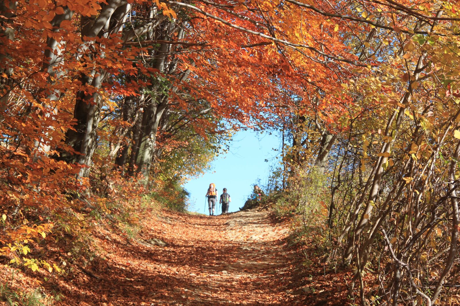 Canon EOS 500D (EOS Rebel T1i / EOS Kiss X3) sample photo. Pieniny, autumn, nature photography