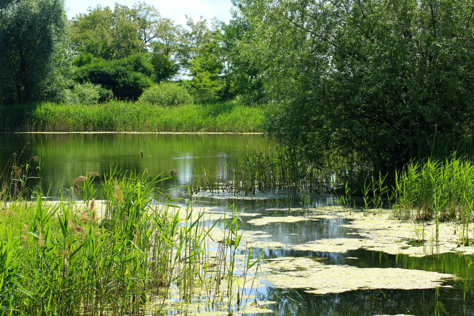 Canon EOS 1200D (EOS Rebel T5 / EOS Kiss X70 / EOS Hi) sample photo. Pond, scrubs, green photography
