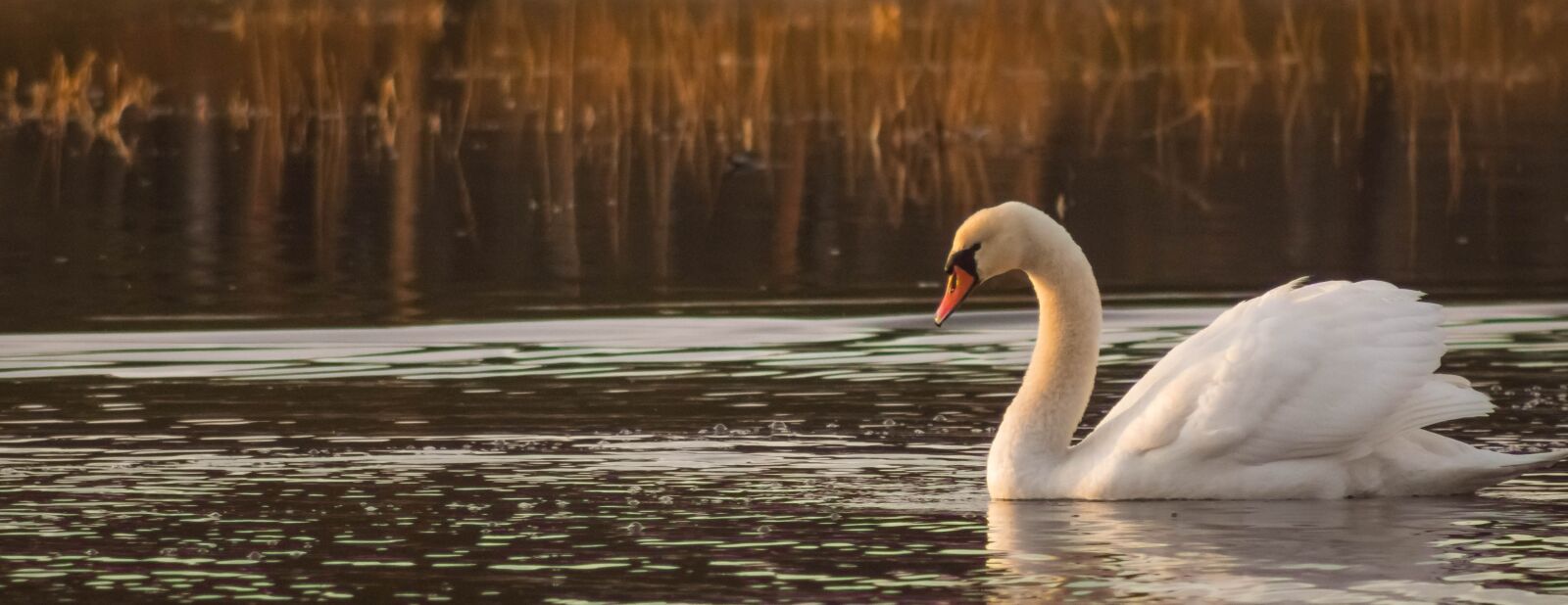 Canon EF75-300mm f/4-5.6 sample photo. Swan, birds, water bird photography