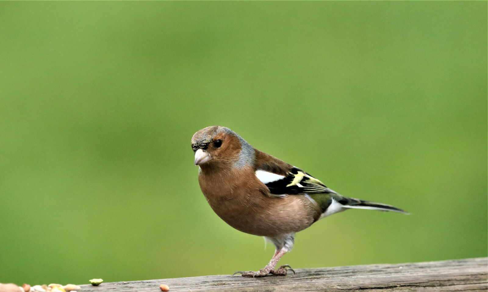 150-600mm F5-6.3 DG OS HSM | Contemporary 015 sample photo. Chaffinch, bird, wildlife photography