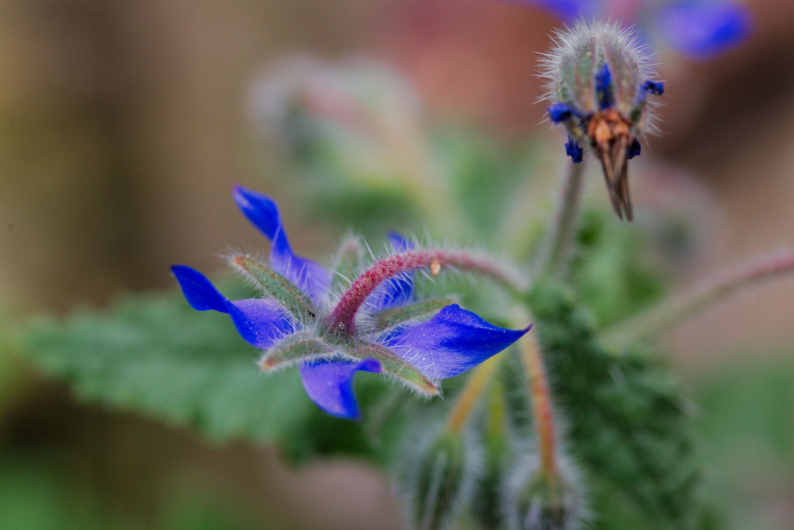 Canon EOS 6D sample photo. Nature, plant, flower photography