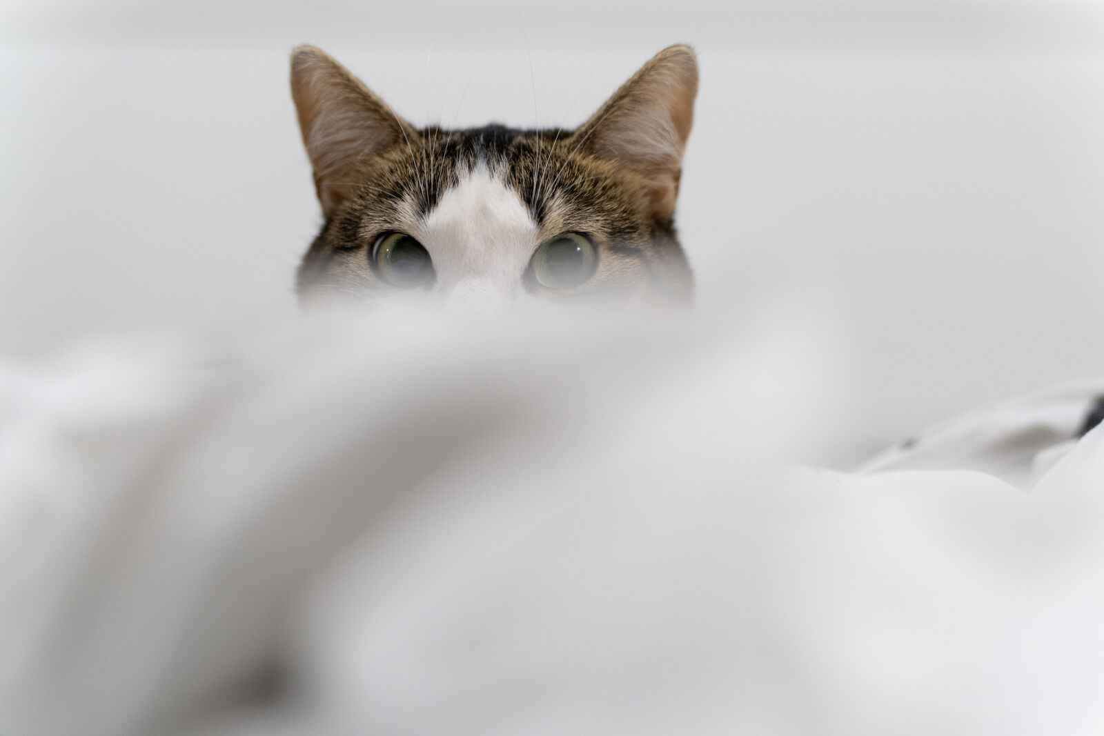 Sony a7R IV + Tamron 35-150mm F2-2.8 Di III VXD sample photo. Cat staring photography