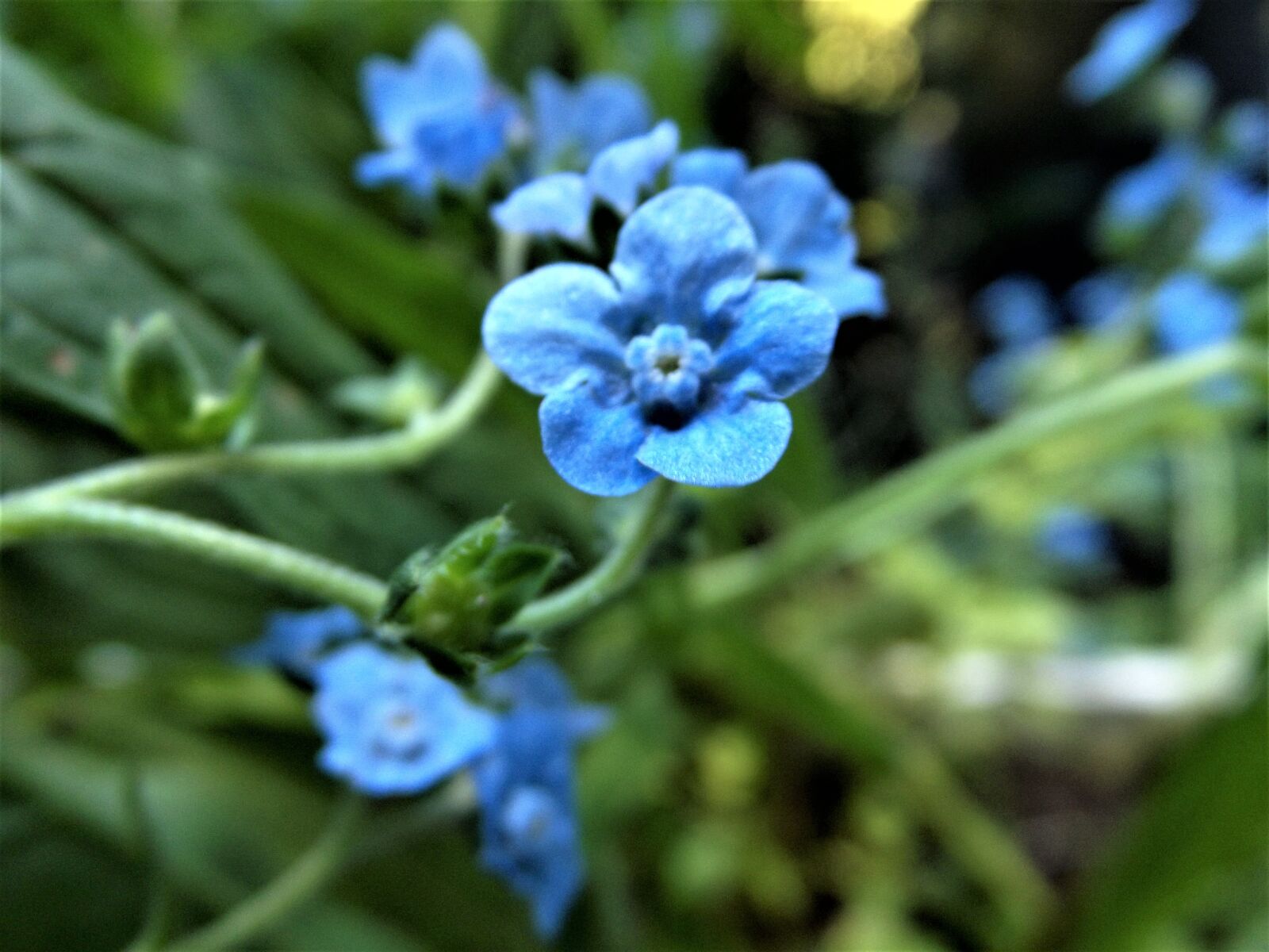 FujiFilm FinePix S2950 (FinePix S2990) sample photo. Flower, blue, garden photography