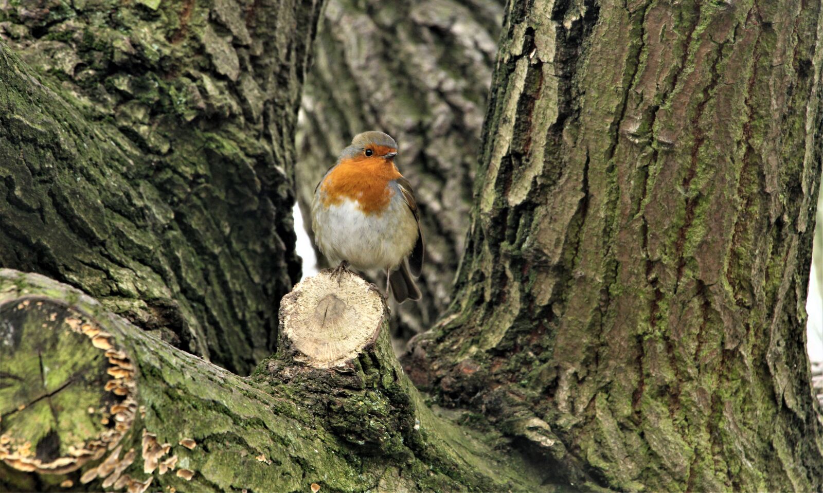 Canon EOS 4000D (EOS Rebel T100 / EOS 3000D) sample photo. Robin, robin redbreast, close photography