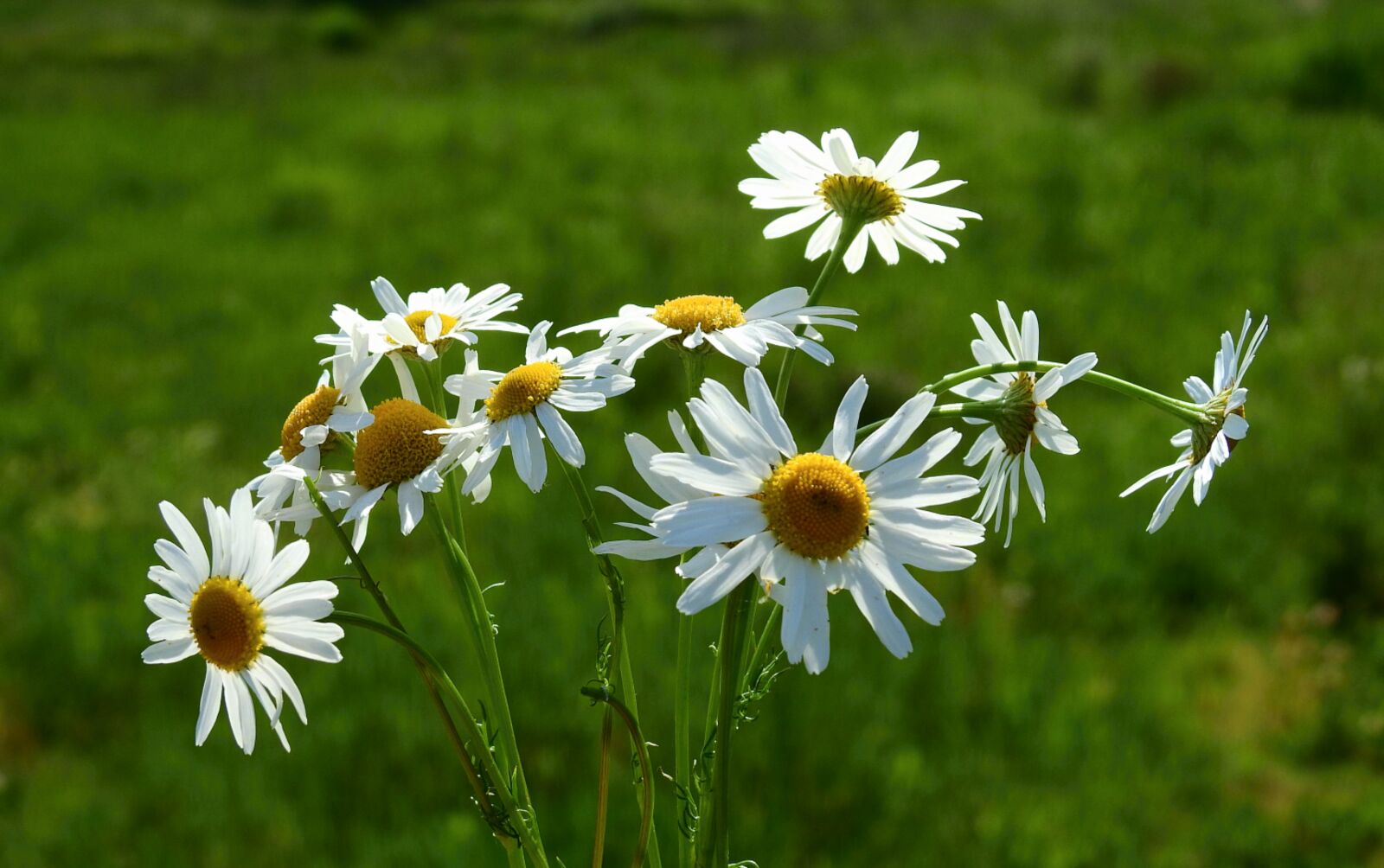 Nikon Coolpix P900 sample photo. Flowers, meadow, nature photography