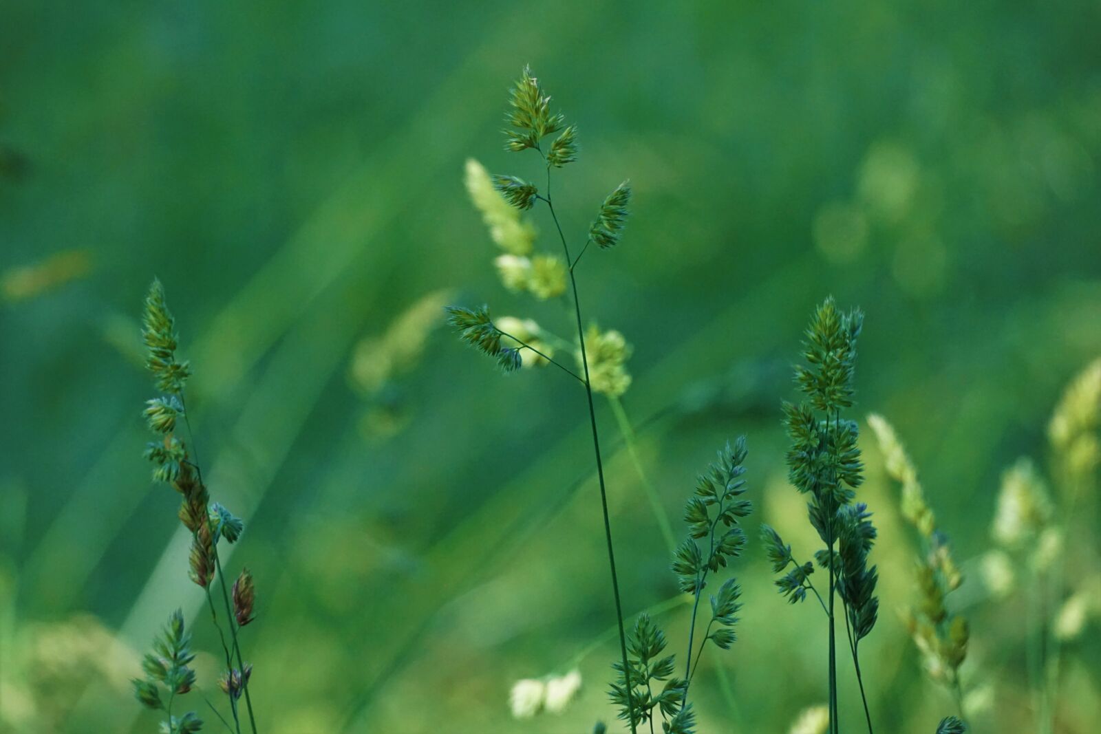 Sony E 70-350mm F4.5-6.3 G OSS sample photo. Grasses, meadow, flower meadow photography