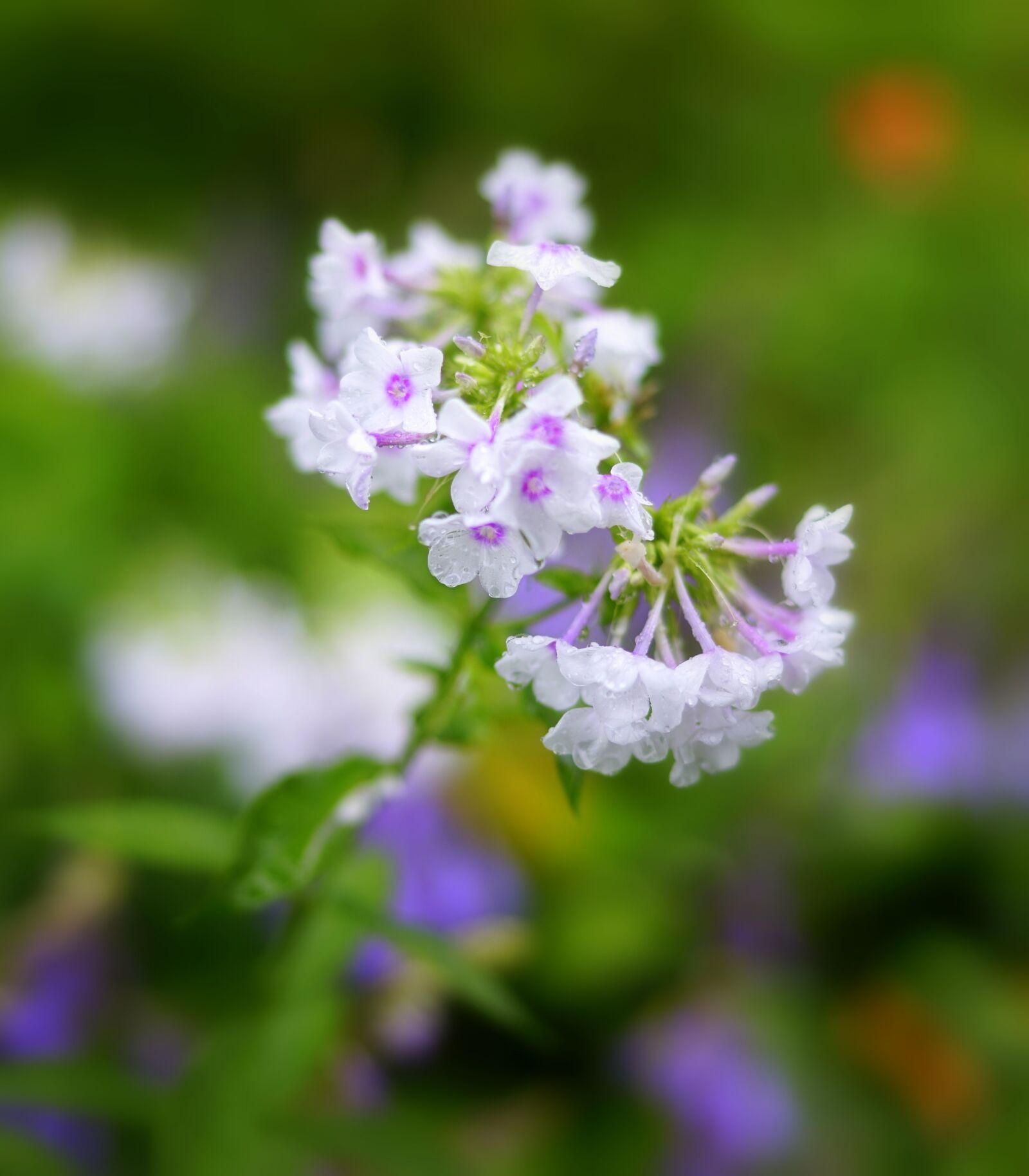 Sony a7R + Sony Distagon T* FE 35mm F1.4 ZA sample photo. Flower, green, beautiful photography