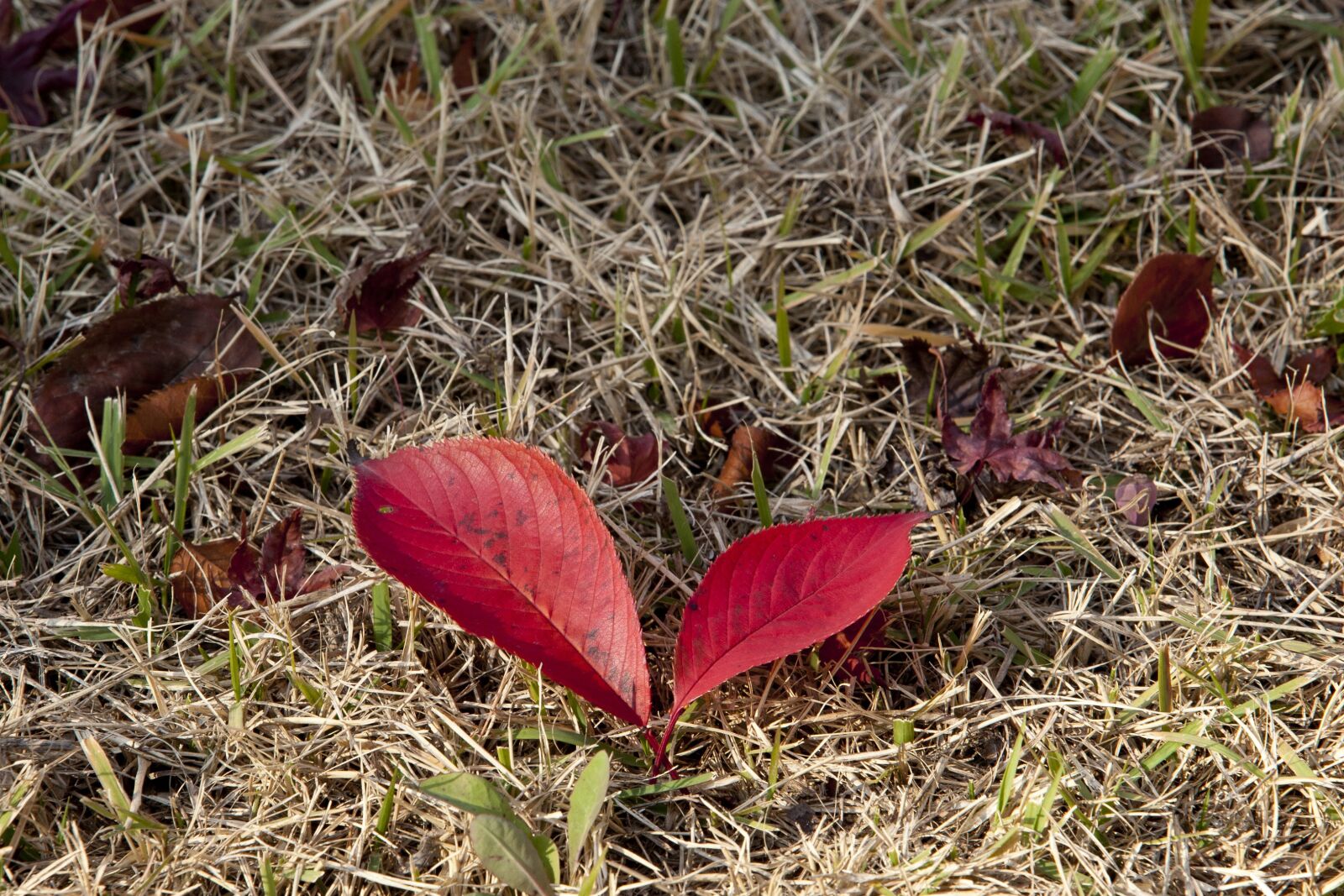 Canon EOS 5D sample photo. Autumn leaves, autumn, red photography