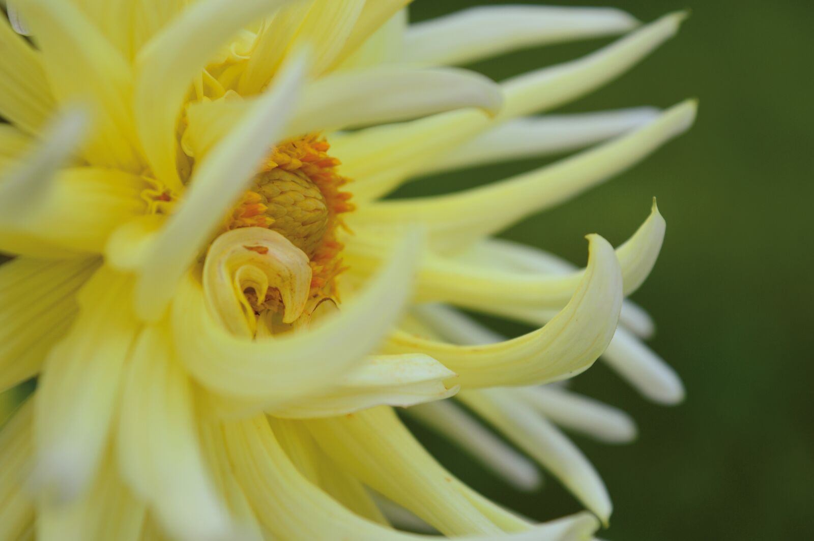 Nikon D3200 sample photo. Dahlia, yellow, close up photography