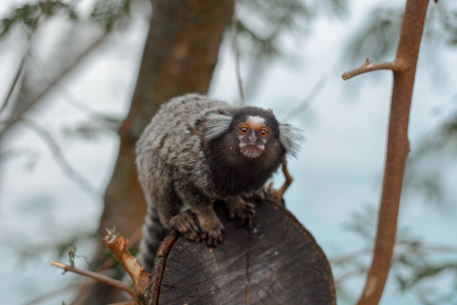 Nikon D7100 sample photo. Mico, monkey, animal photography
