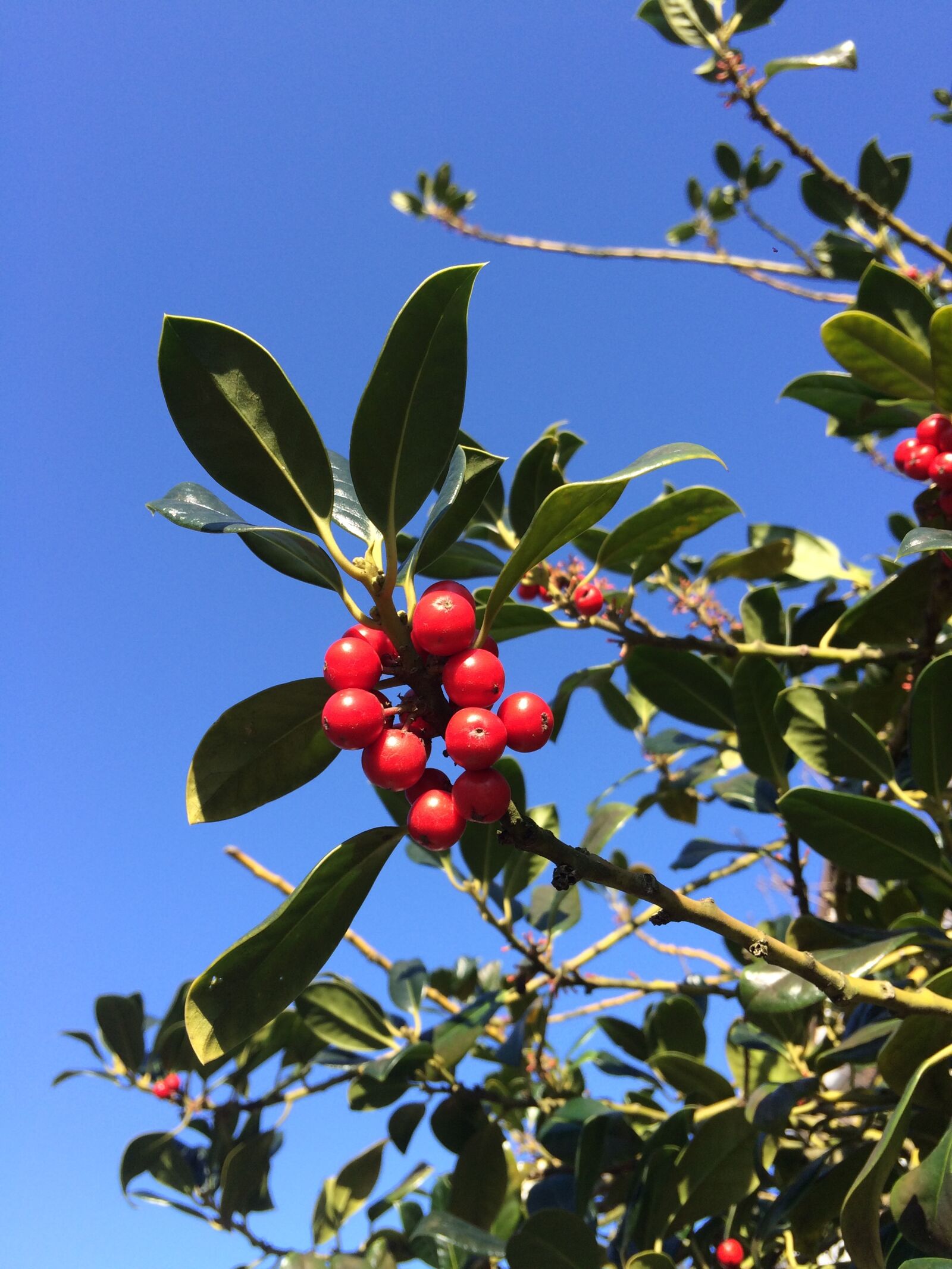 Apple iPhone 5s sample photo. Berry red, laurel, bush photography